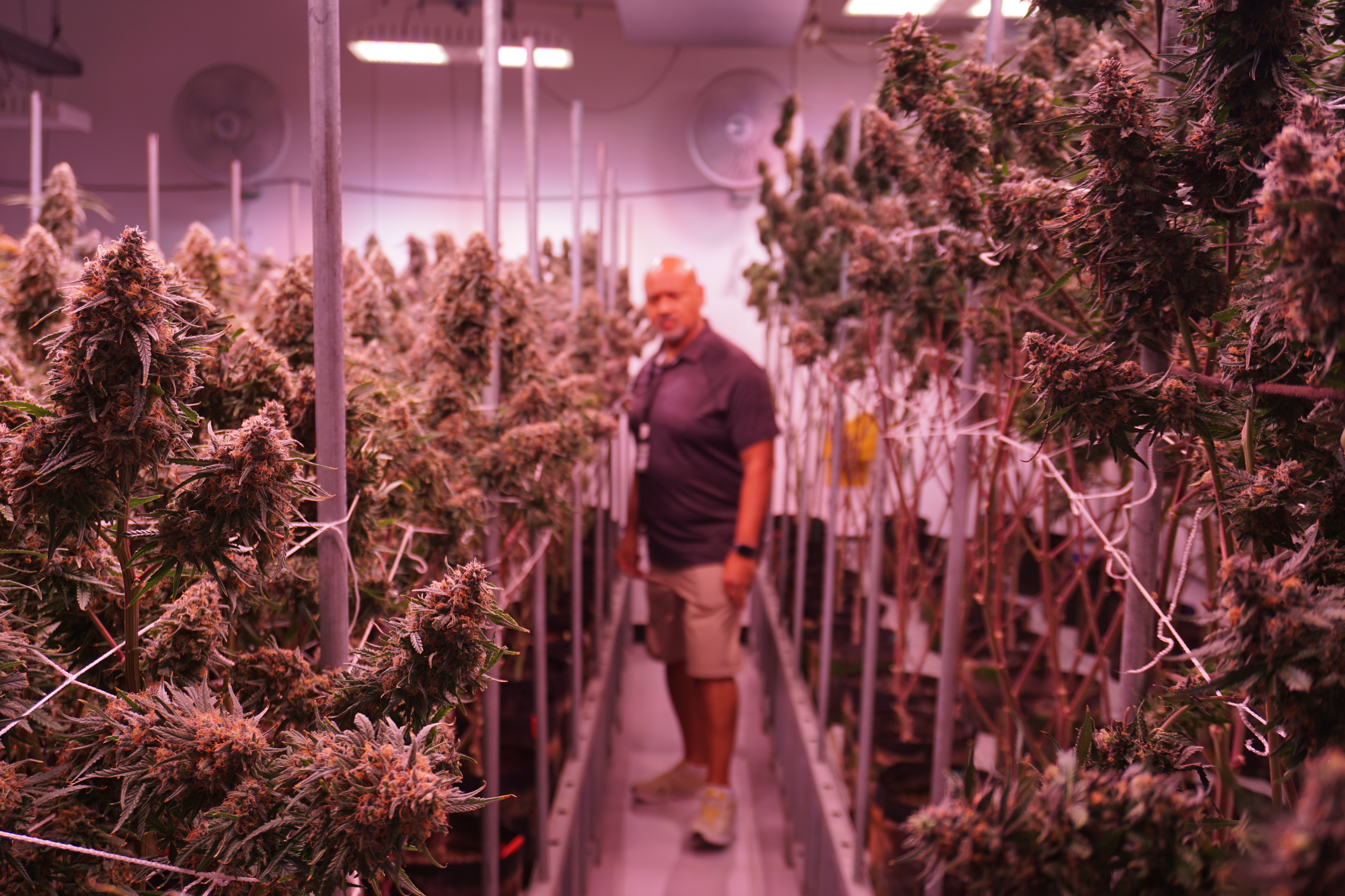 Louis Rodgers, general manager of CannaSaipan, looks at some of cannabis at the indoor farm.