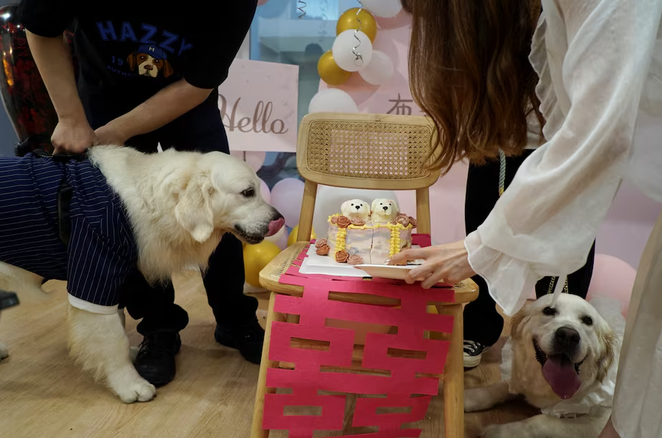 Golden retrievers Bond and Bree wait to eat their wedding cake placed atop a traditional marriage "double happiness" paper cutout, as they get married in Shanghai, China June 29, 2024.
