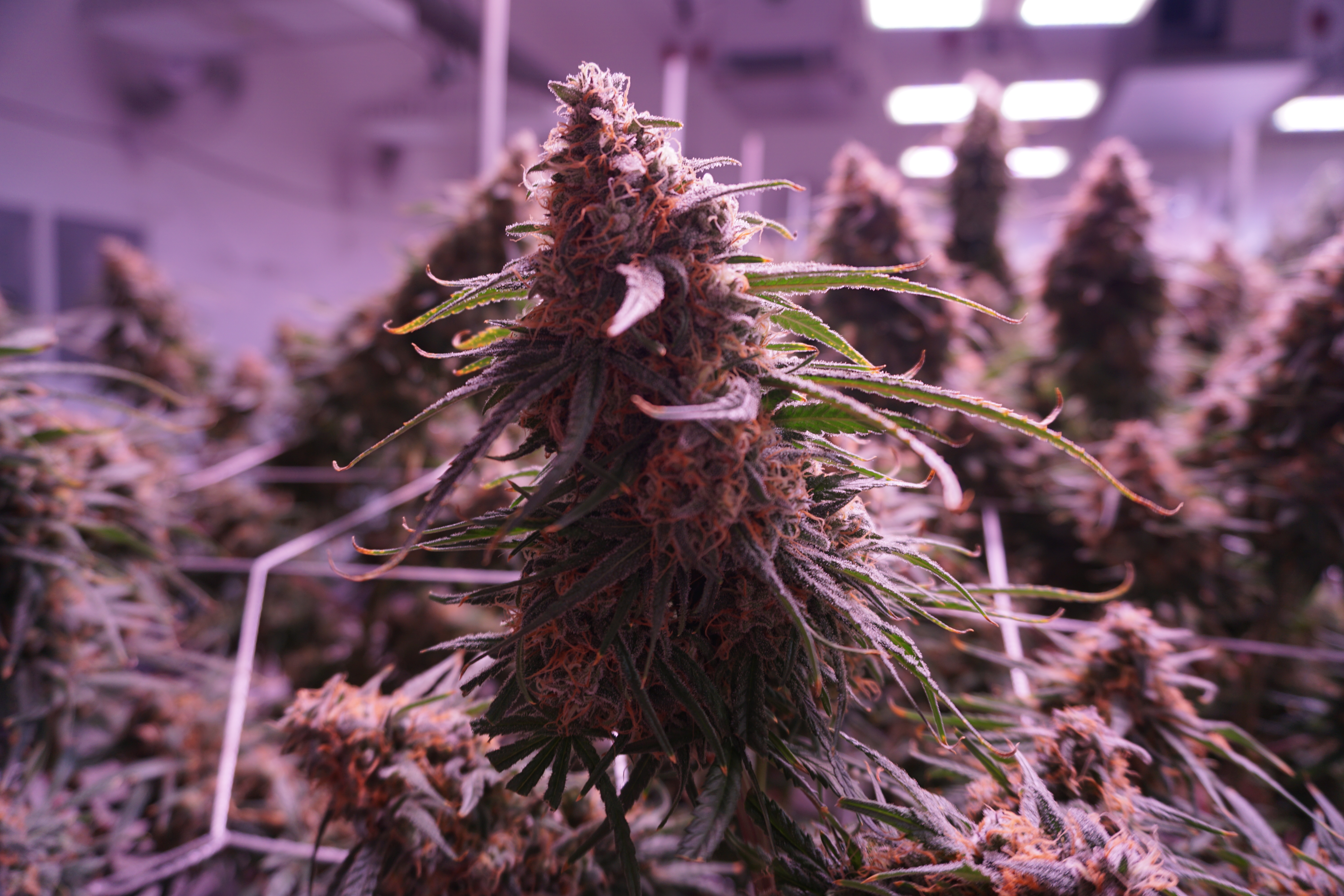 Purple Crunch strain cannabis grows in a climate controlled green room at CannaSaipan's indoor farm. 