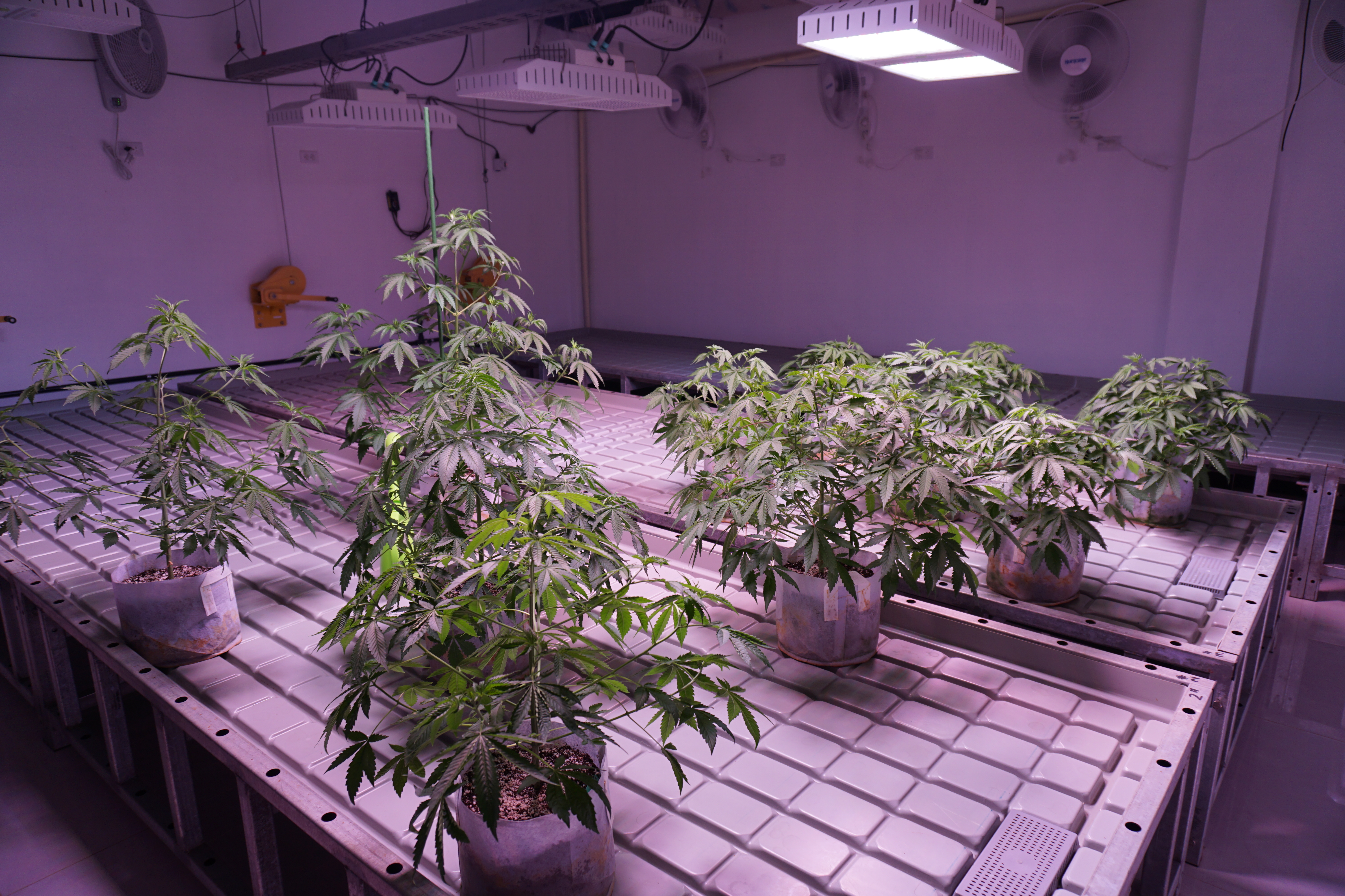 In a separate room, these mother plants are being grown in order to create clones.