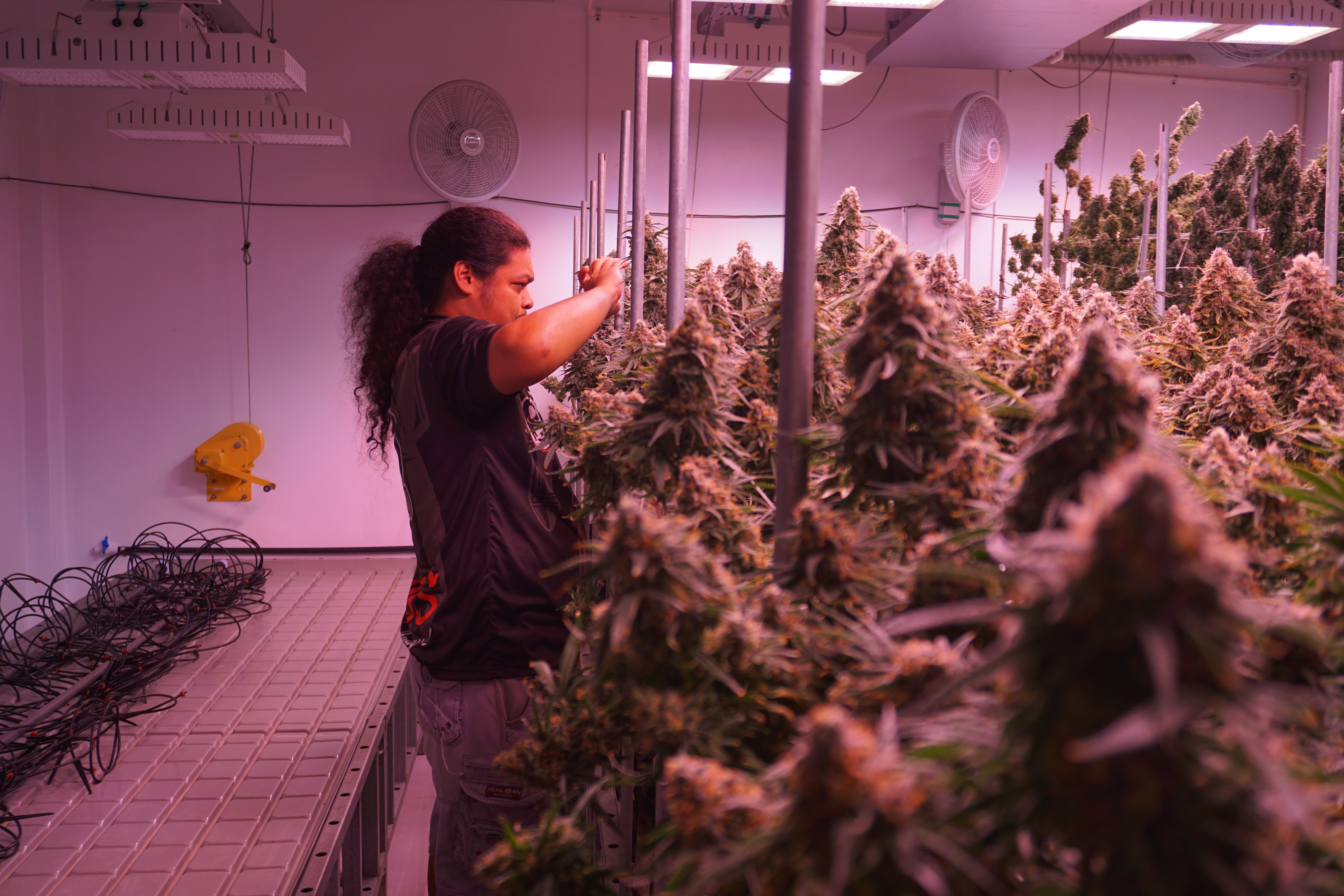 Roger Renguul, CannaSaipan store supervisor, inspects some cannabis that he will eventually process by the time it is harvested and transported to the storefront. 