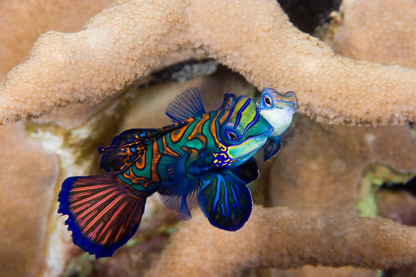  Vibrantly colored Mandarin fish spotted on Yap’s Reefs.