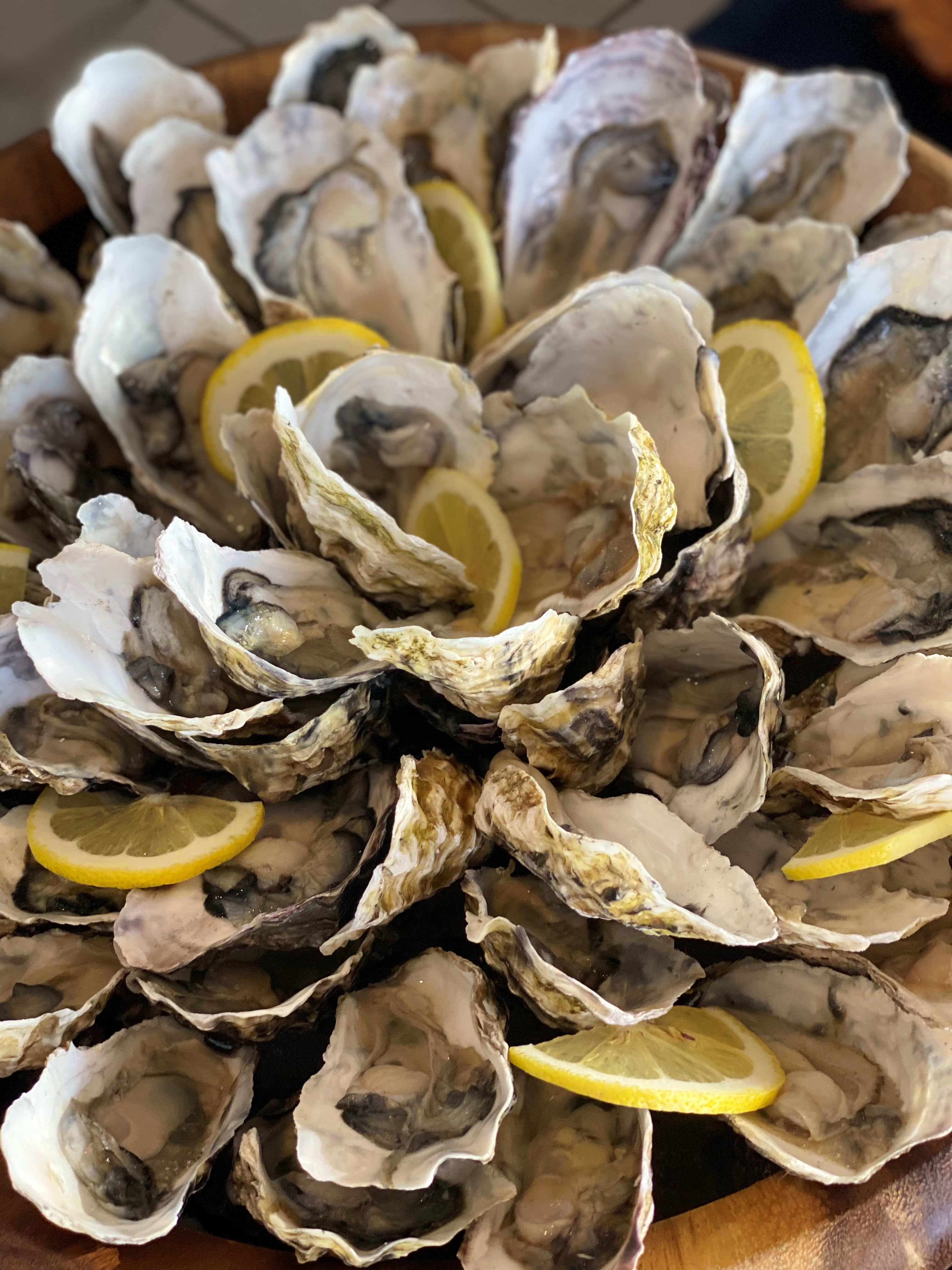 Oysters
