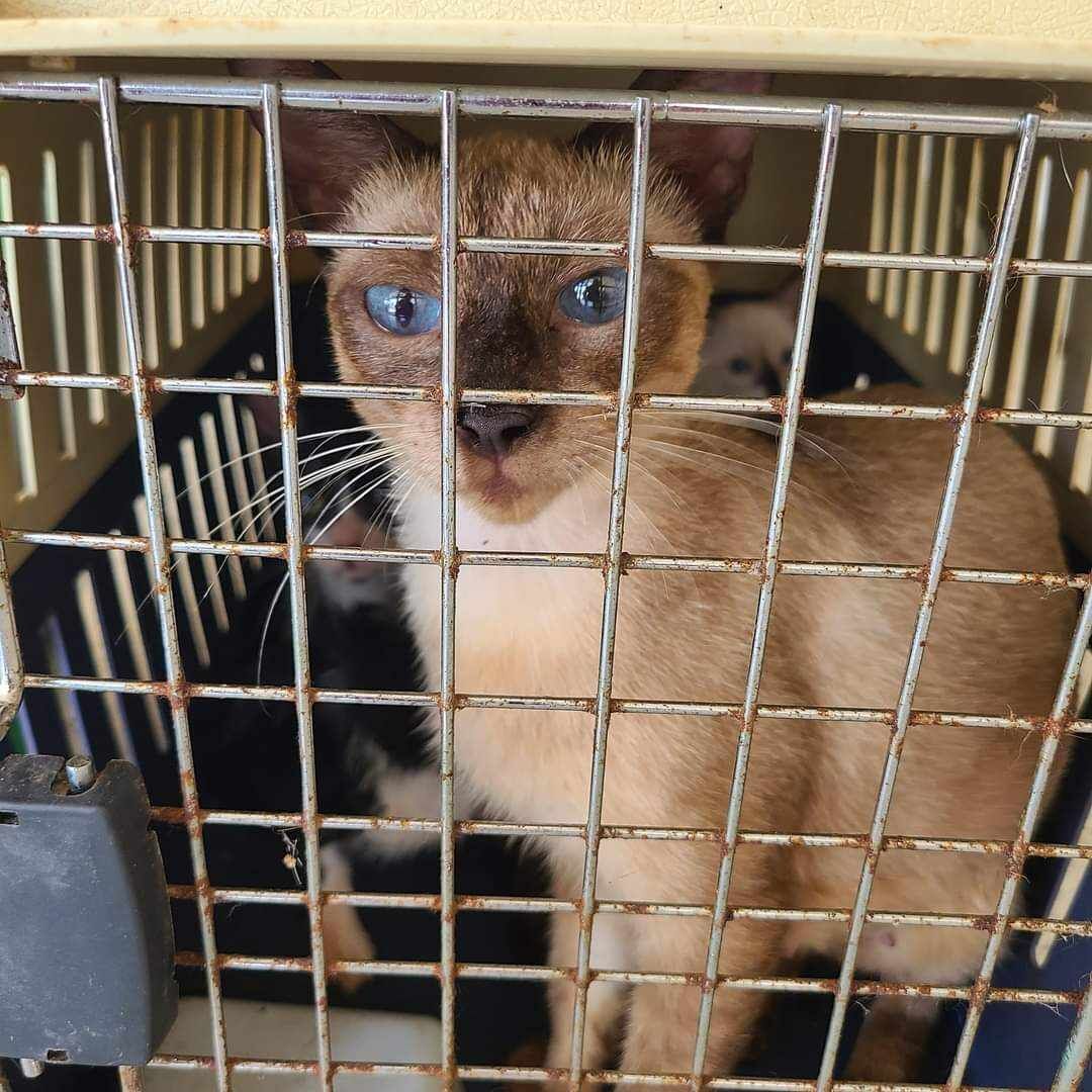 These cats were left at the Saipan Cares for Animals. According to Public Law 21-31, it is illegal to abandon animals in the CNMI. 