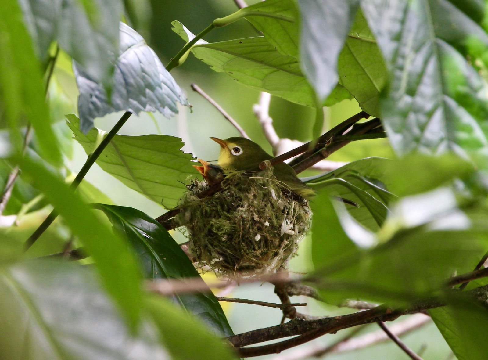 Nosa' Luta (Rota White-eye) is recognized as a "species of greatest conservation need" by the Division of Fish and Wildlife.