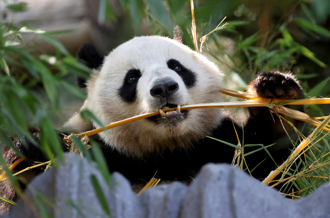 Panda bear Xin Bao eats in the Panda Ridge enclosure at San Diego Zoo in San Diego, California, Aug. 7, 2024.