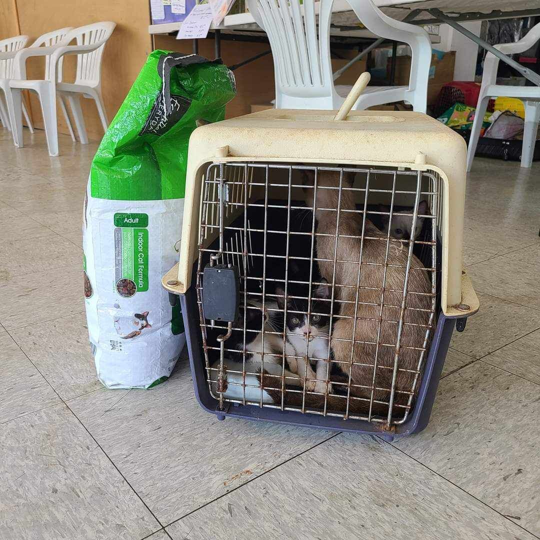 On August 6, SCA posted about this family of cats that was left at their clinic. According to PL 21-31 it is illegal to abandon animals in the CNMI.​ 