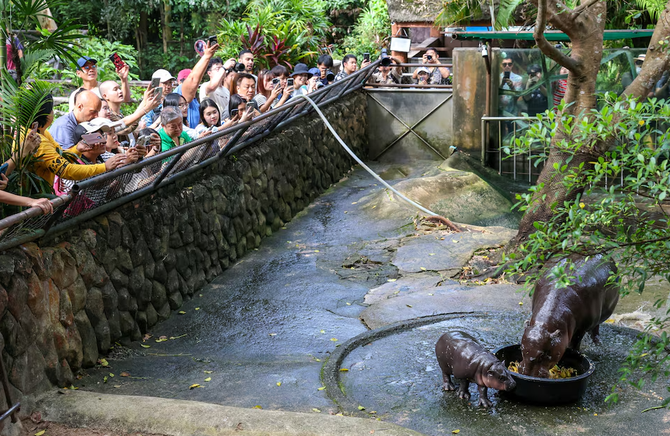 People take pictures as a two-month-old female pygmy hippo named "Moo Deng," who has recently become a viral internet sensation, eats with her mother Jona at Khao Kheow Open Zoo in Chonburi province, Thailand, Sept. 16, 2024.