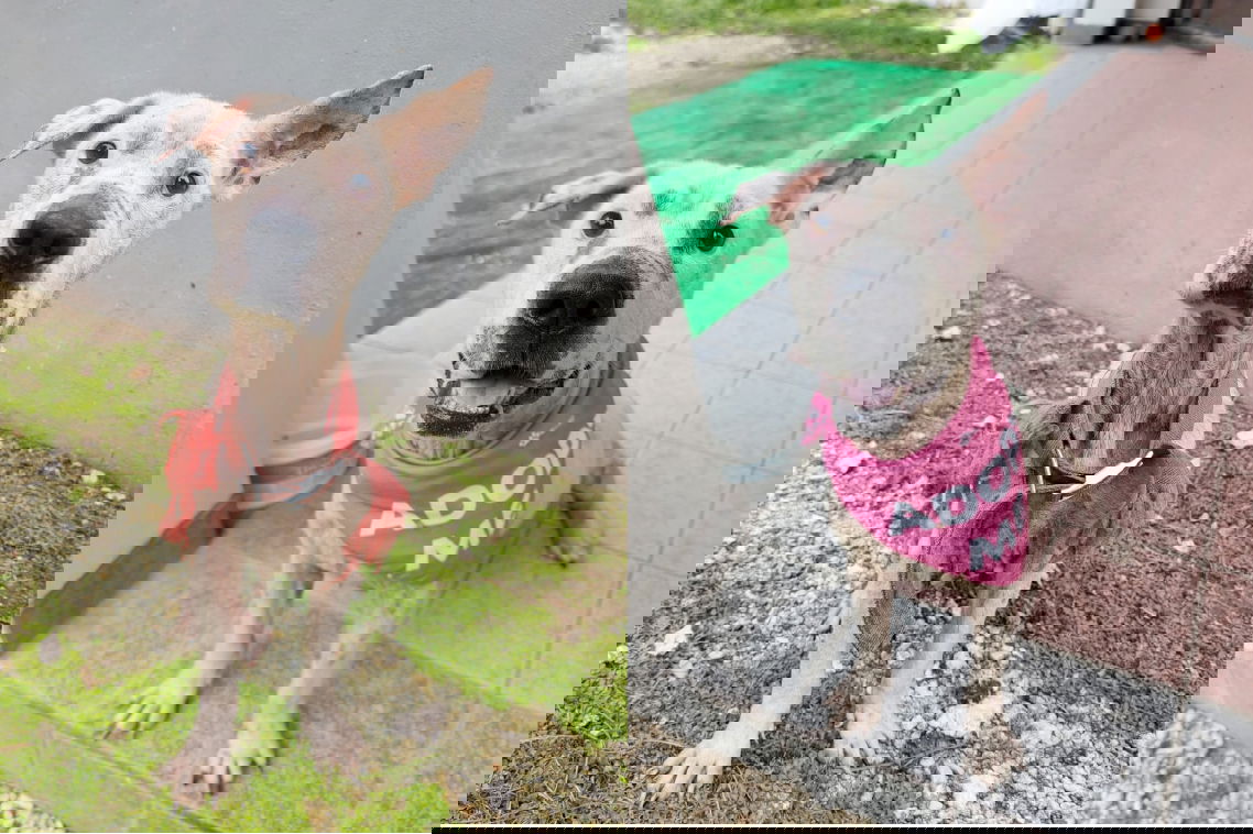 Before and after. What a difference just a few weeks makes!