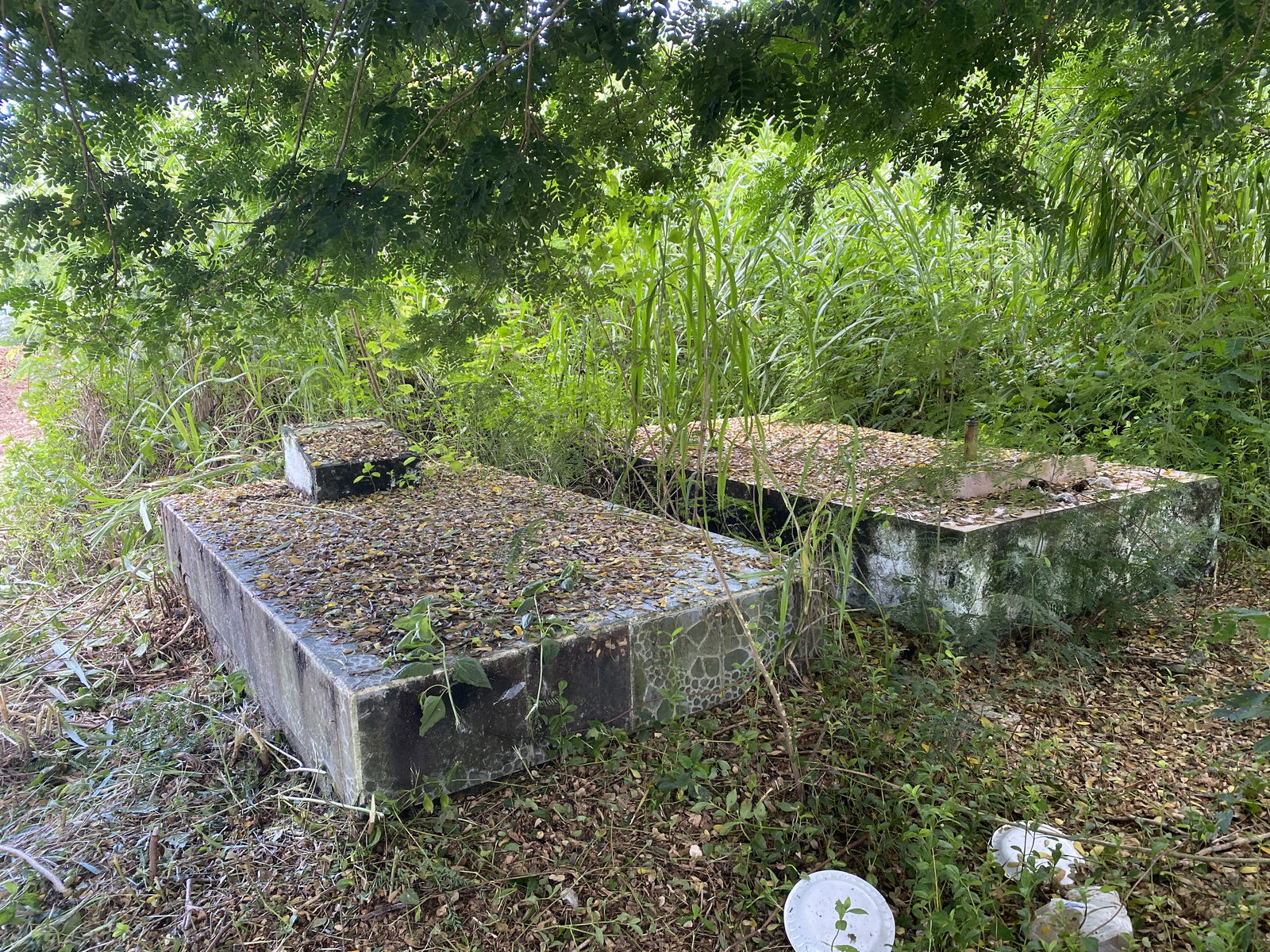 Graves under the shade of a tree and among overgrown såkati in Tanapag. In the foreground, Styrofoam plates can be seen.