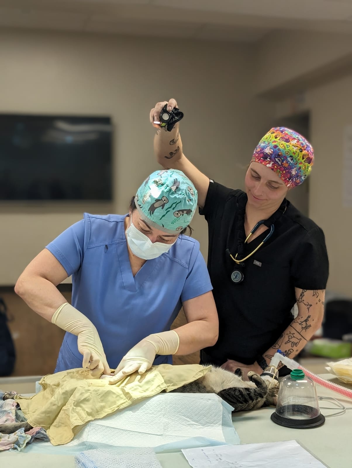 Dr. Jessica Nelson, left, operates on an animal during her visit to Saipan last year.