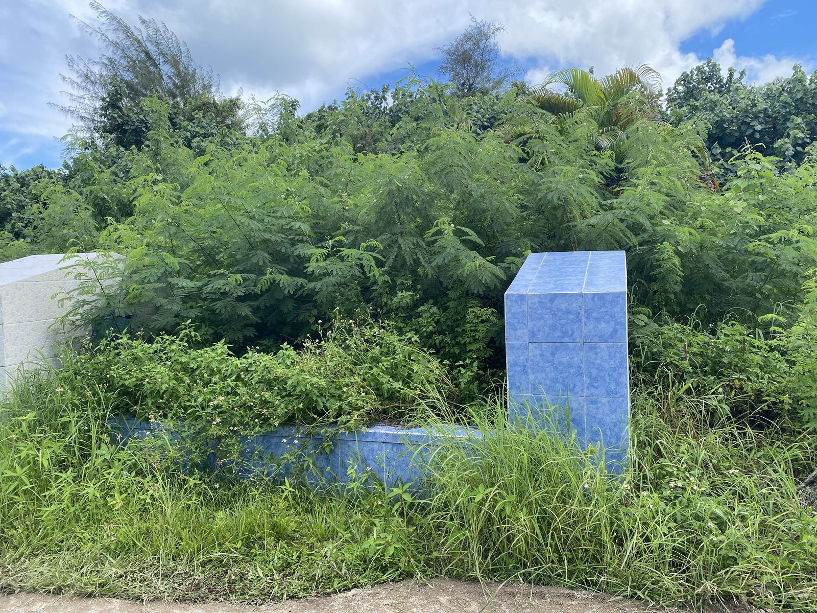 A grave at the Tanapag Cemetery overgrown with brush on Saturday, Sept. 7.