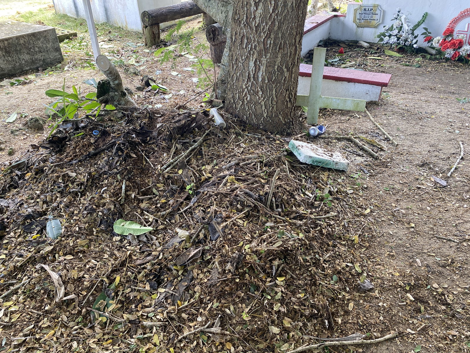A tree grows out of a grave. Foliage and litter have been piled on top of the grave as well.  