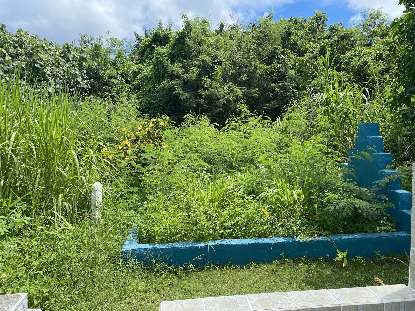 At least two grave markers can be seen among the overgrown vegetation at the Tanapag cemetery. Numerous other graves are not visible because of the trees and grass.  