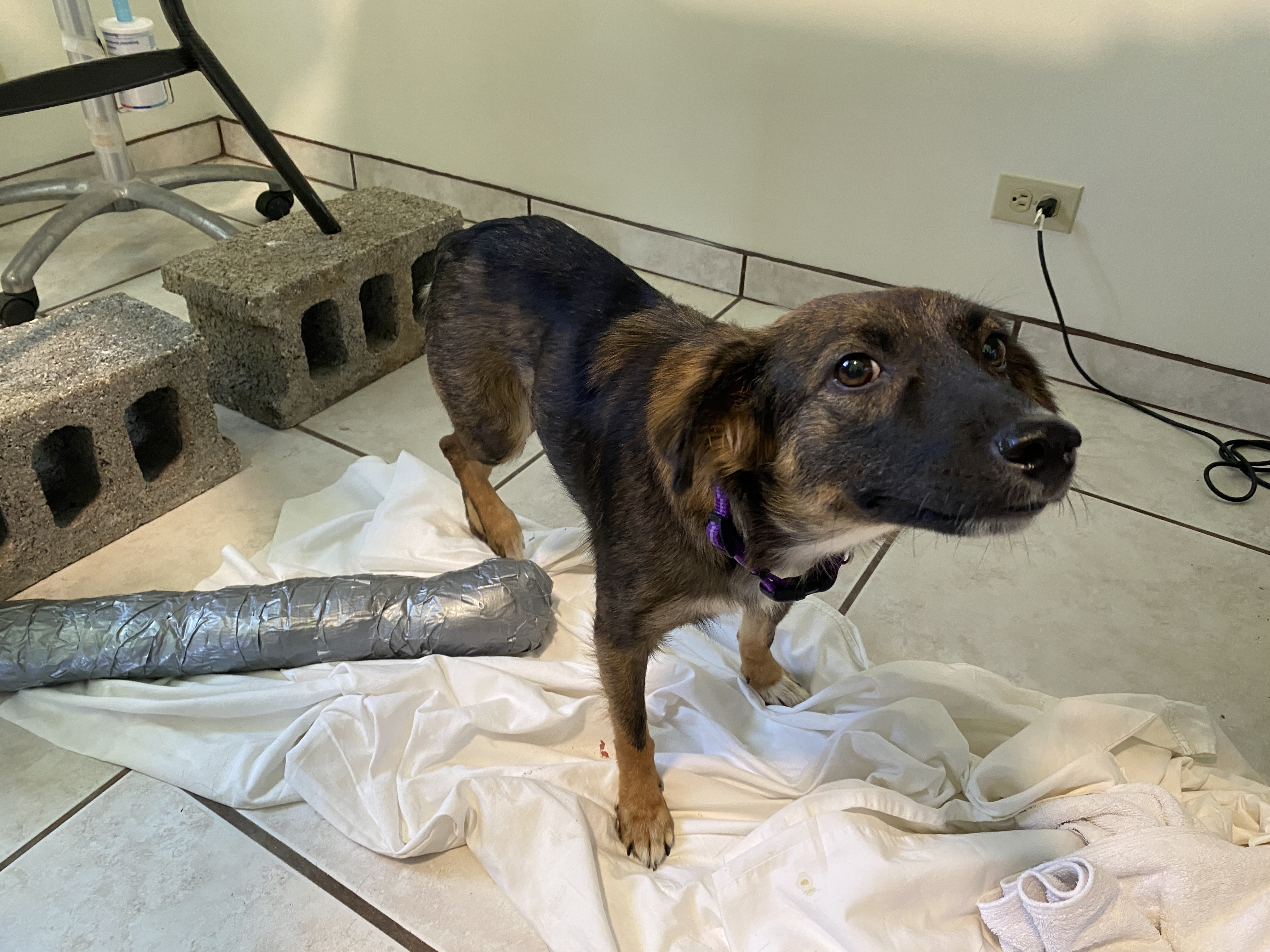 Bindi will receive life-saving surgery through the SHS spay and neuter clinic.