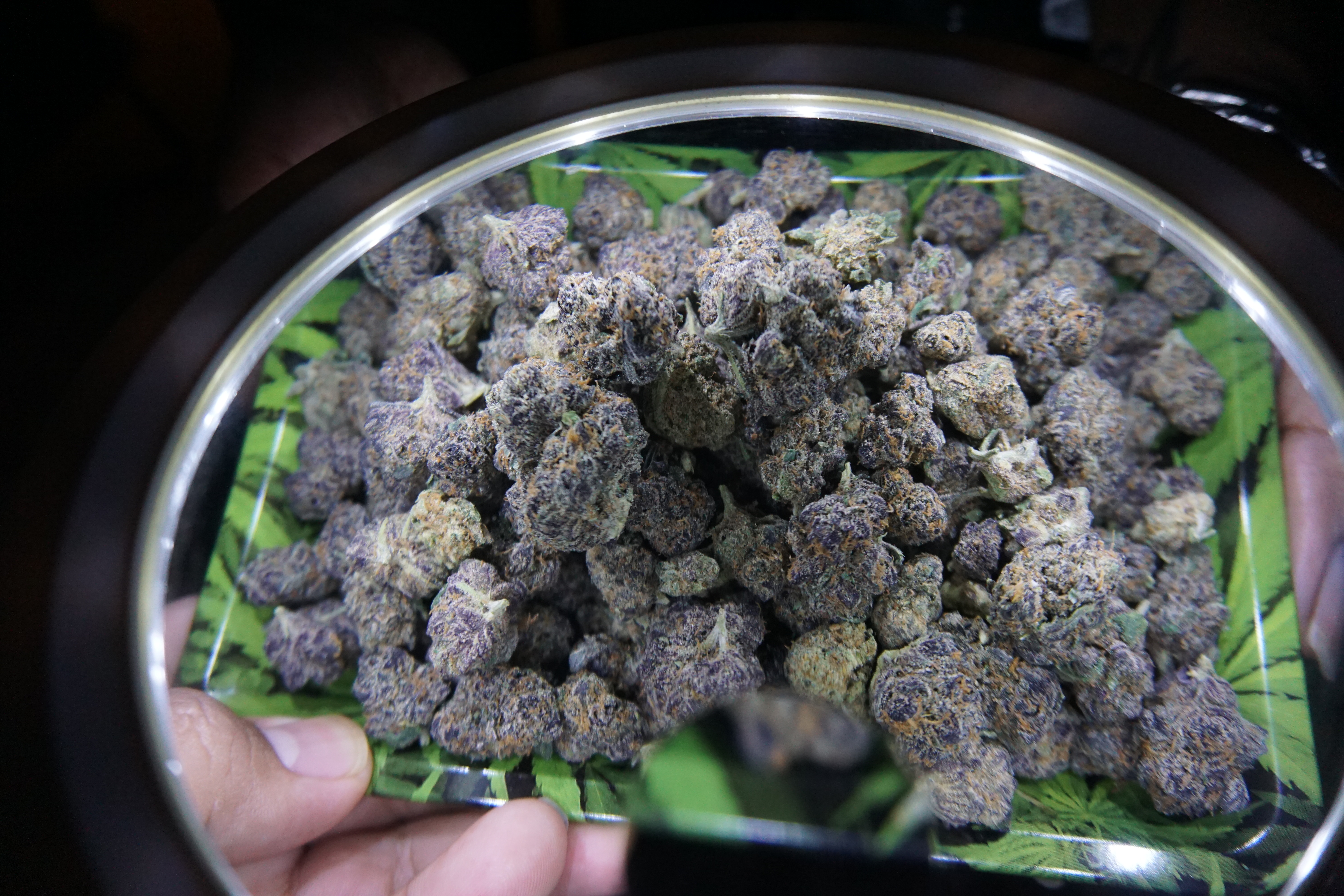 Pink Kitty, one of the many strains found at The Hookup, is shown under a microscope. 