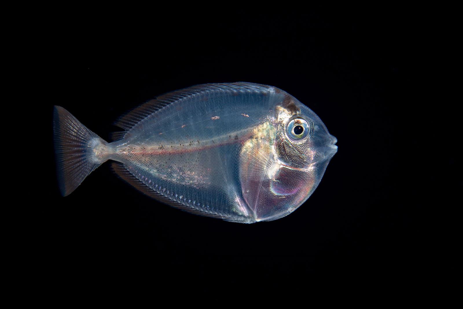 This image was captured a mile off the island of Yap at night with the bottom 1,000+ feet below. At just two inches in length this appears to be the larval stage of a surgeonfish, Micronesia.