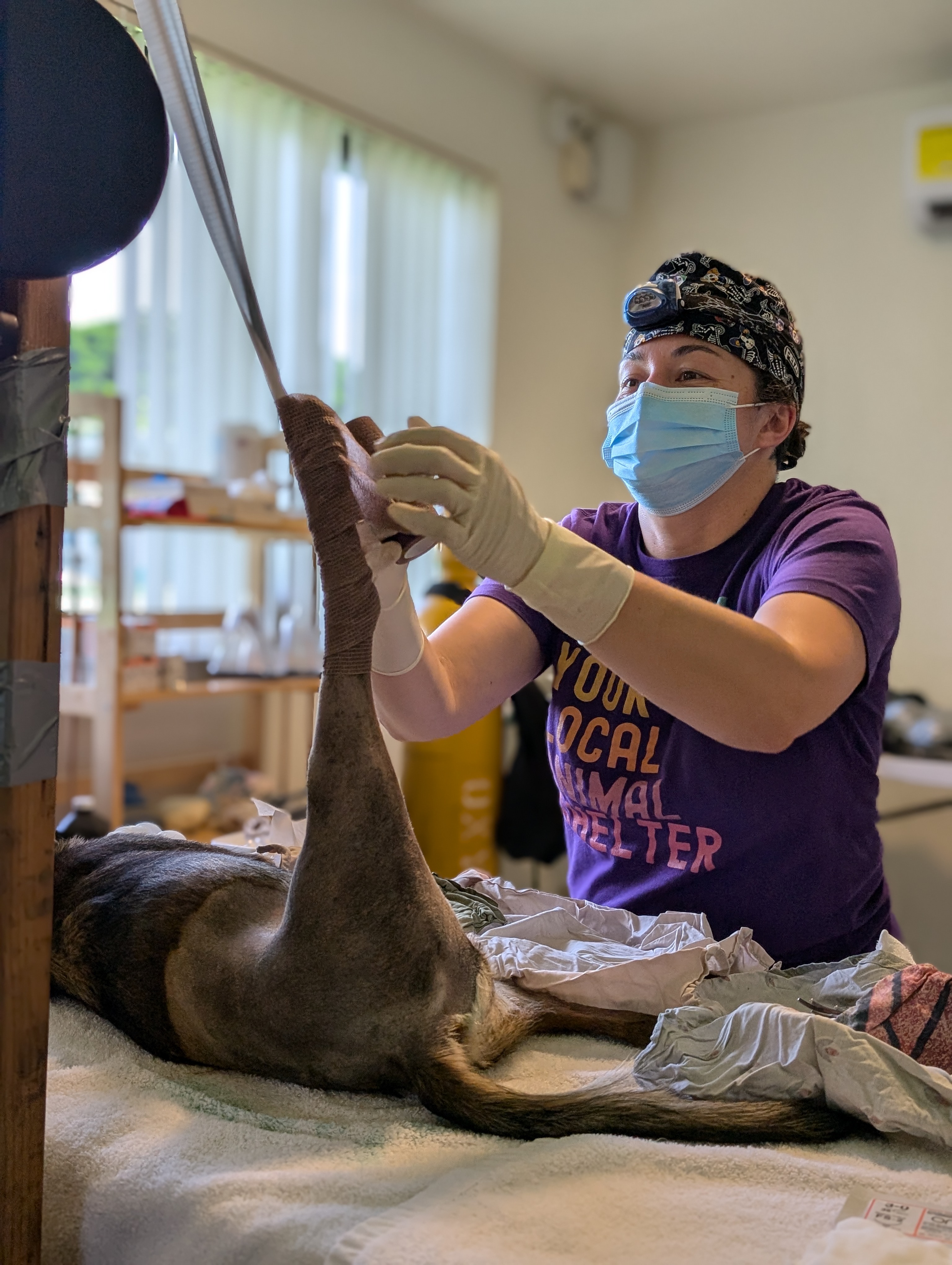 While on island, Dr. Jessica Nelson performed spay and neuter surgeries as well as other veterinary services.