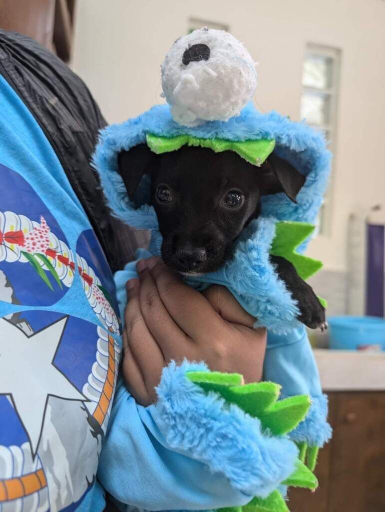 A puppy wears an early Halloween costume at Saipan Humane Society’s spay and neuter clinic.