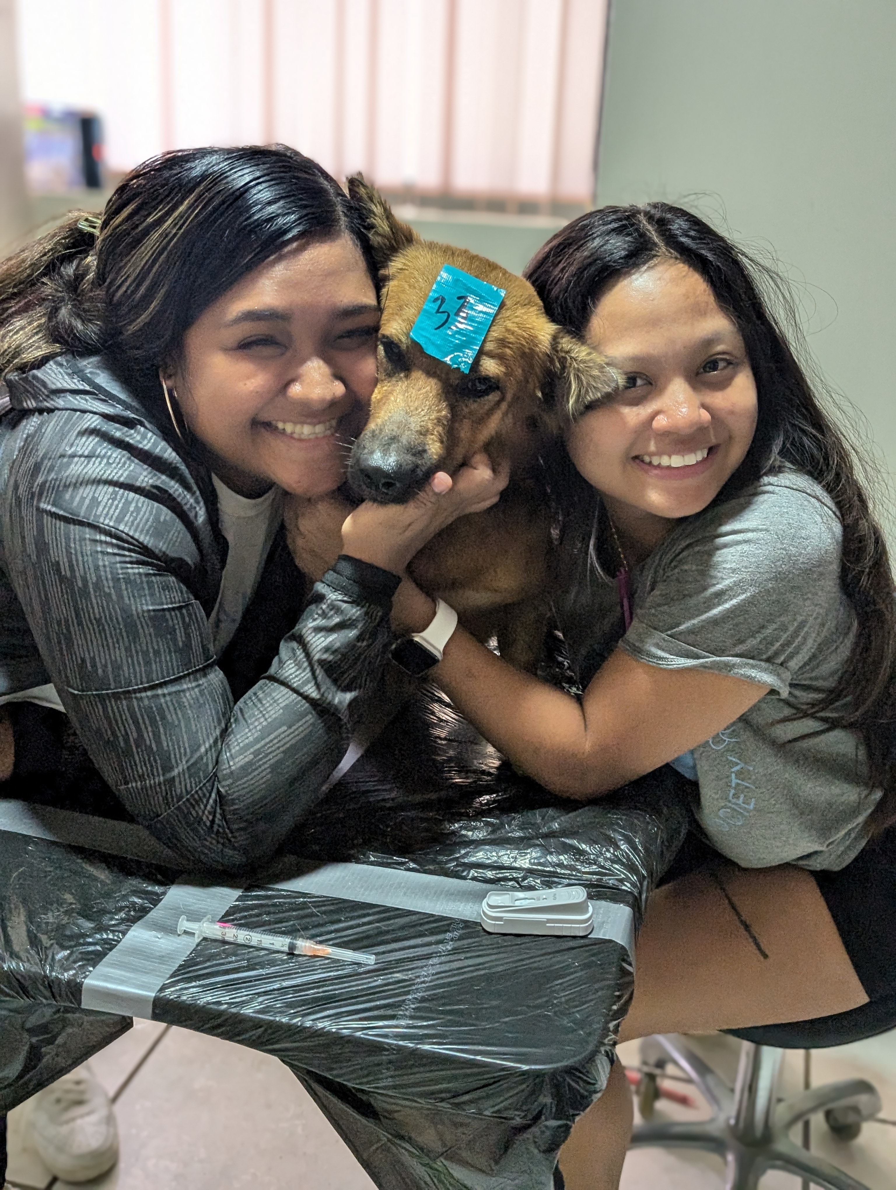 Saipan Humane Society facilitated the veterinary care of 461 island pets over eight days.