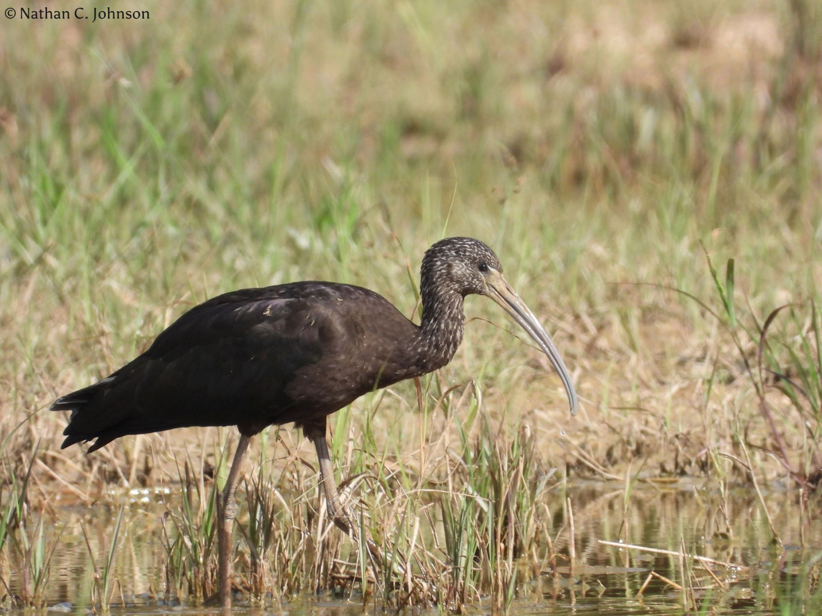 A glossy ibis on Saipan. The bird is rarely observed in Micronesia.