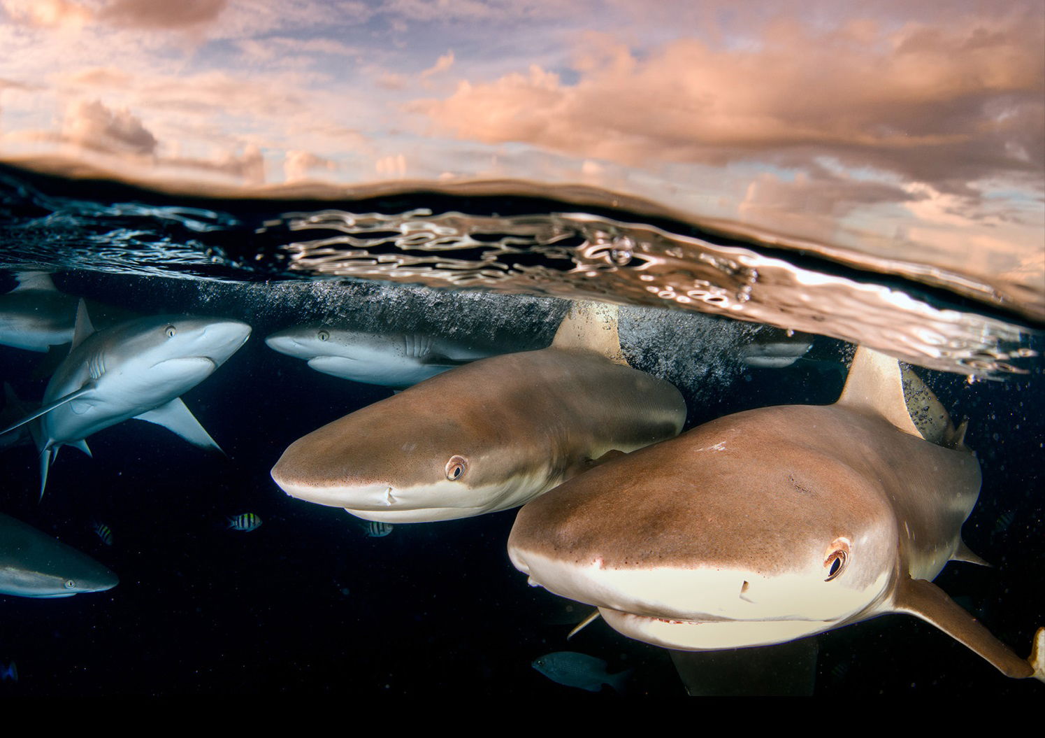 “Sharks Over-Under (Spit Shot)” photo entry by Ken Sutherland, winner of Best of MantaFest 2024.