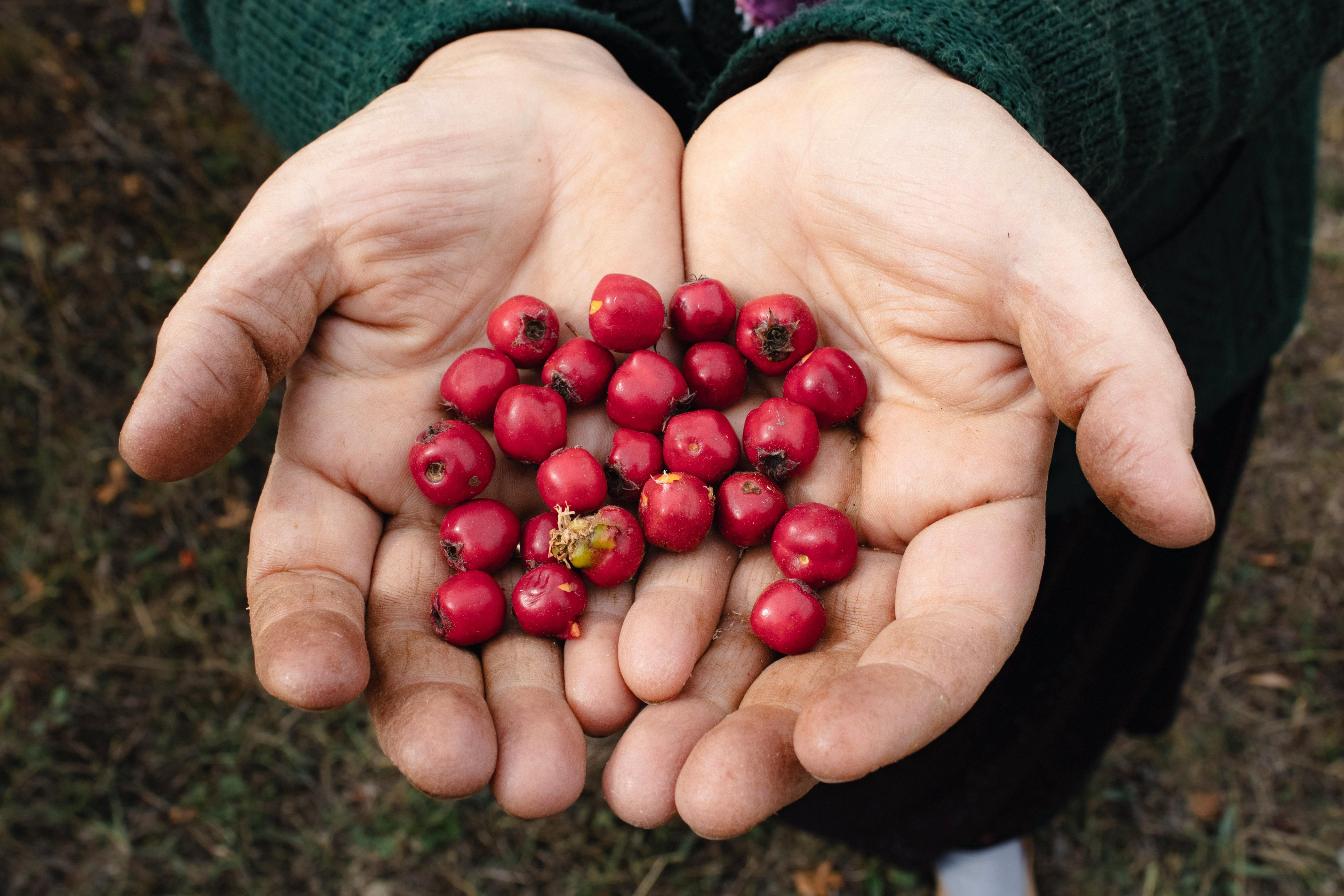Stock photo of cranberries. Used under Creative Commons license.