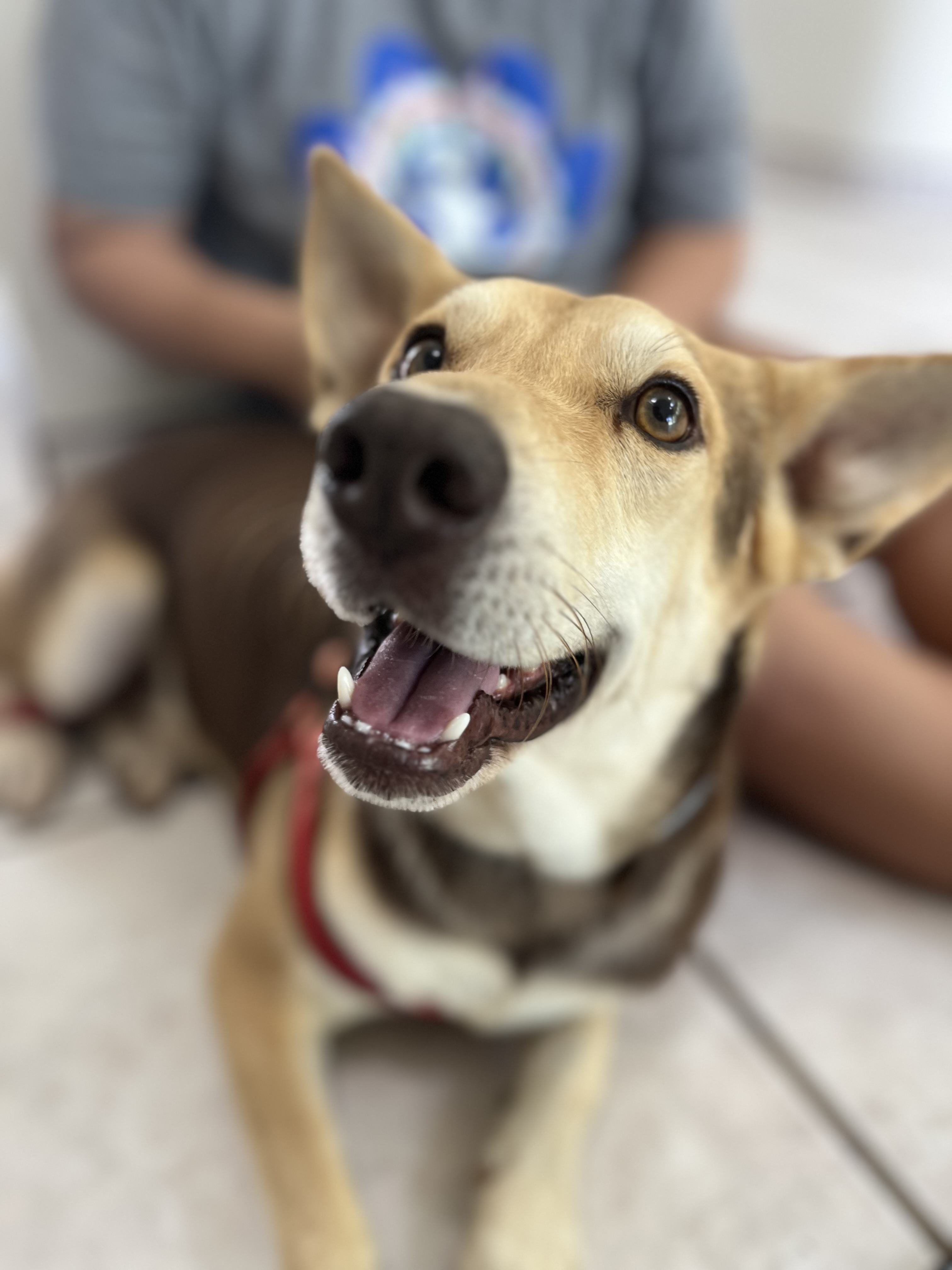 Saipan Humane Society is giving away free Seresto collars, which protect dogs from fleas and ticks, at Sabalu Market on Saturday, Nov. 23, while supplies last. 