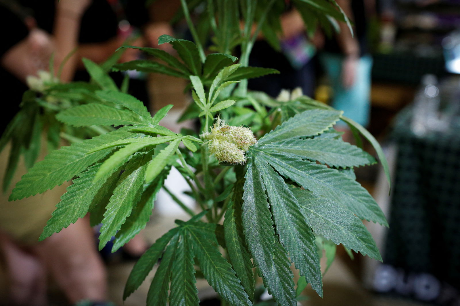 A fully budded marijuana plant is seen during the Cannadelic Miami expo, in Miami, Florida, Feb. 5, 2022.