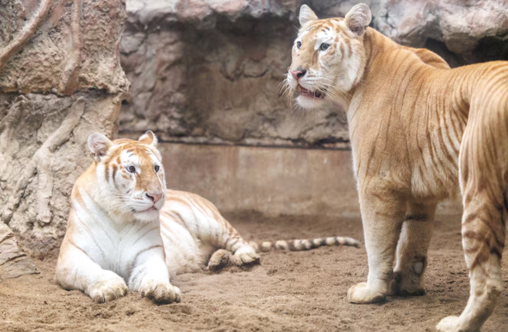 Rare golden tigresses Ava and Luna in a cage at Chiang Mai Night Safari, in Chiang Mai province, Thailand, Nov. 26, 2024.