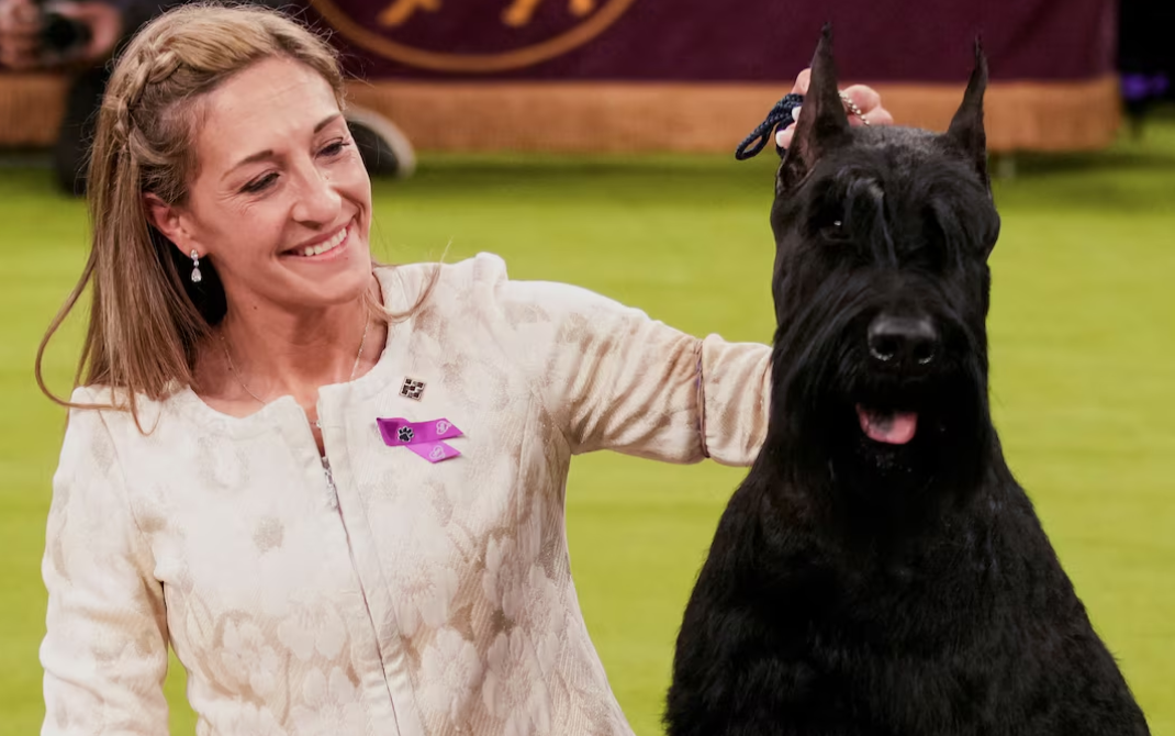 Monty, a giant schnauzer, poses for a photograph after winning the Best in Show during the 149th Westminster Kennel Club Dog Show at Madison Square Garden in New York City, Feb. 11, 2025.