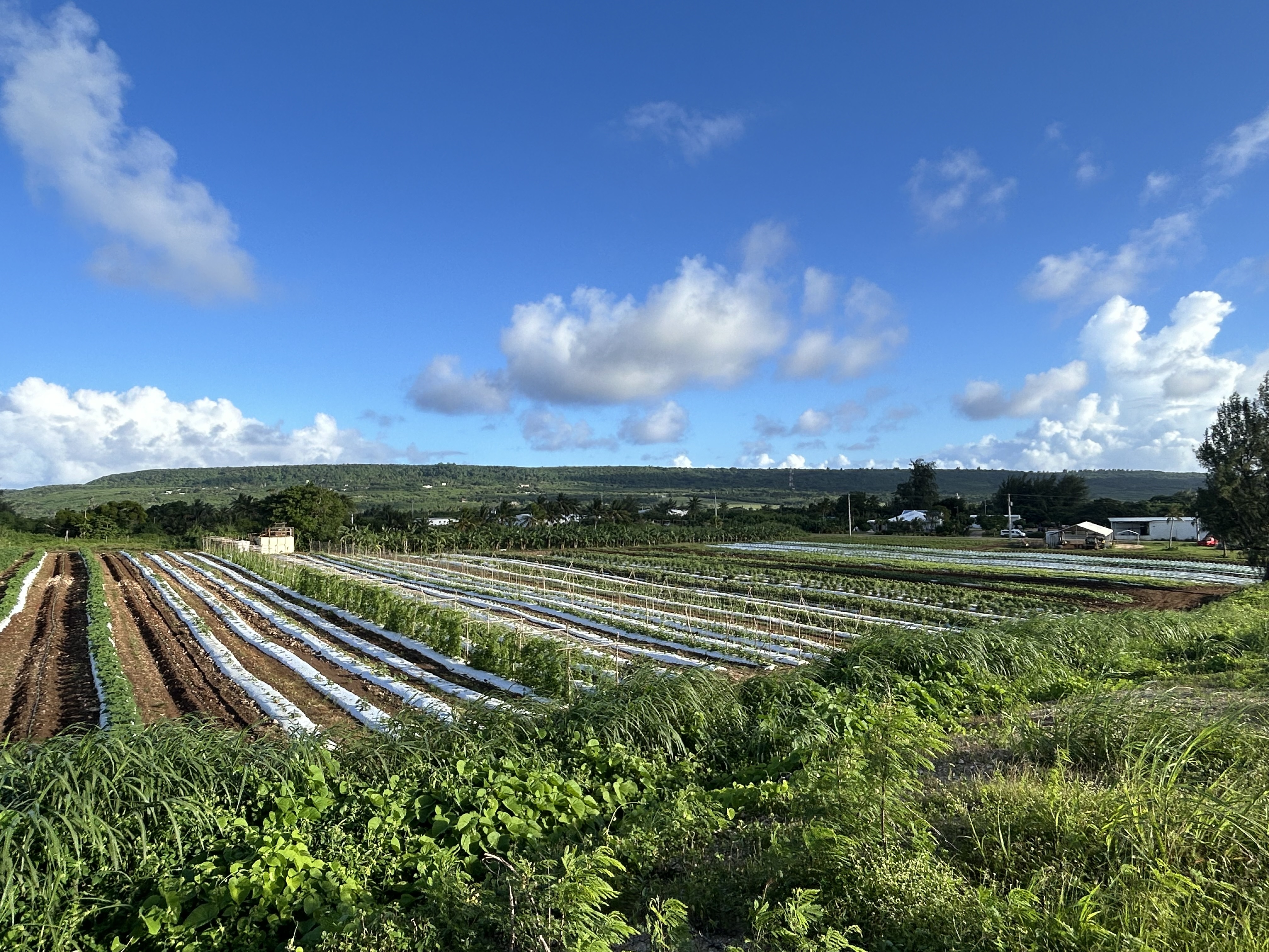 The Triple J Tinian farm.