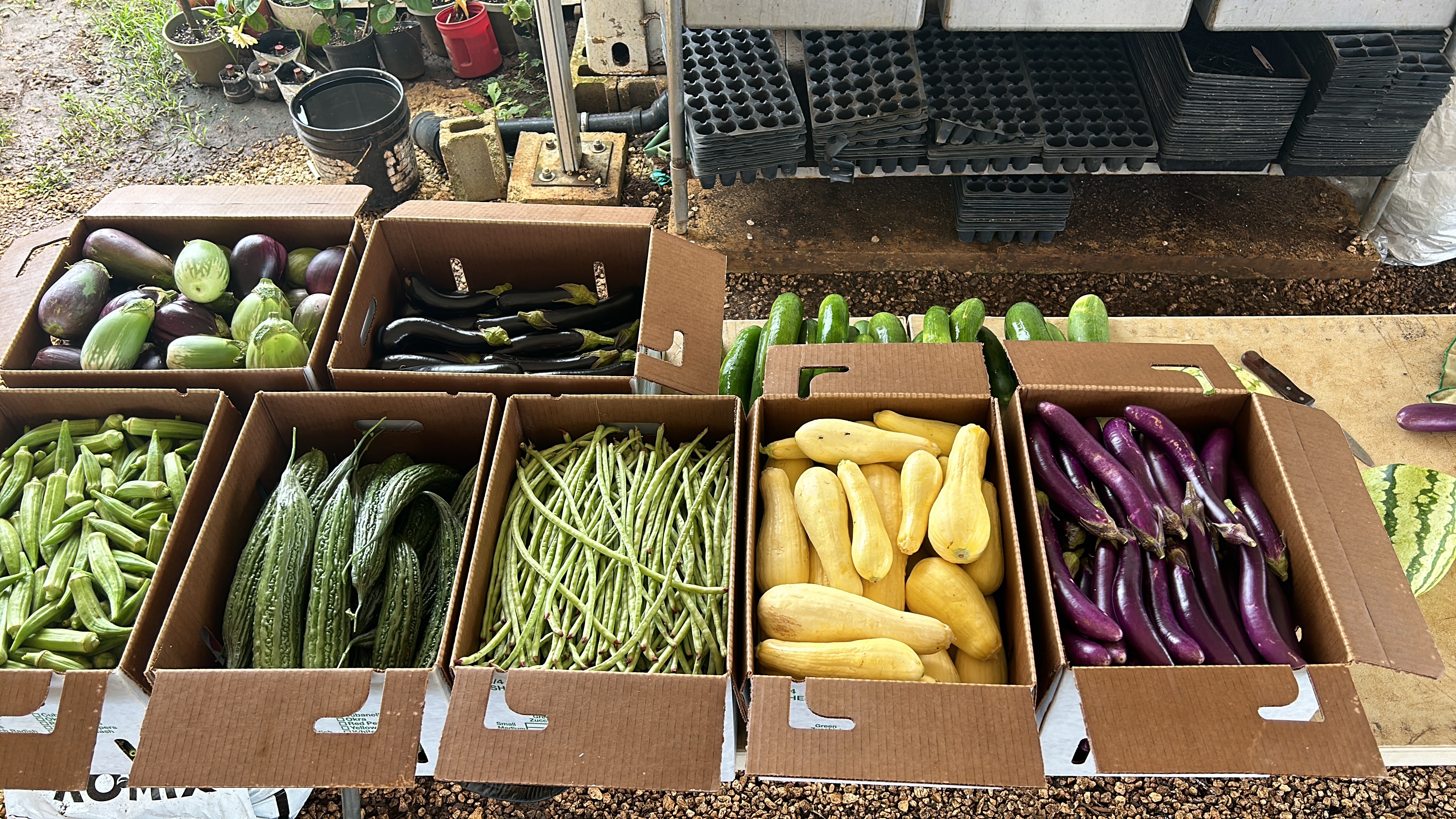 These vegetables from Triple J Tinian Farm were on their way to Guam.