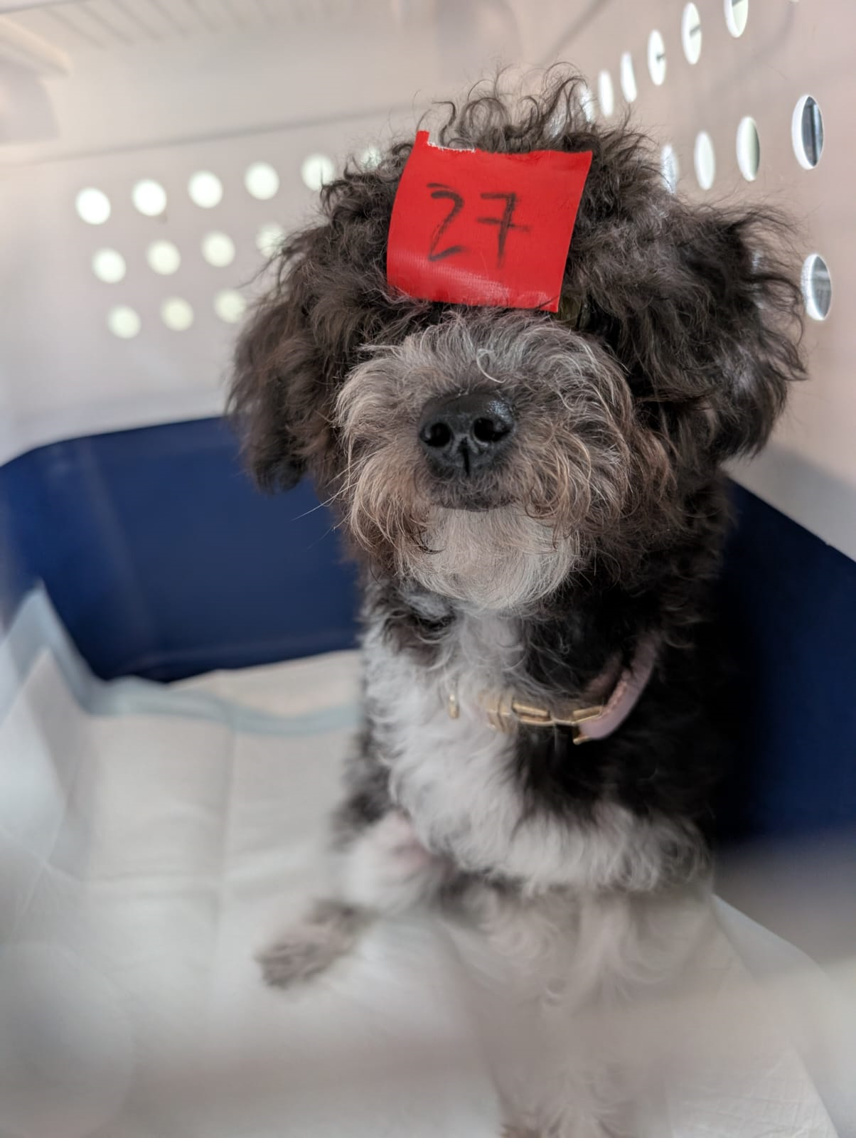 Saipan Humane Society’s second anniversary celebration is coming to a close this month, but residents can still take advantage of promotions on pet medicine at SHS’ Garapan clinic.