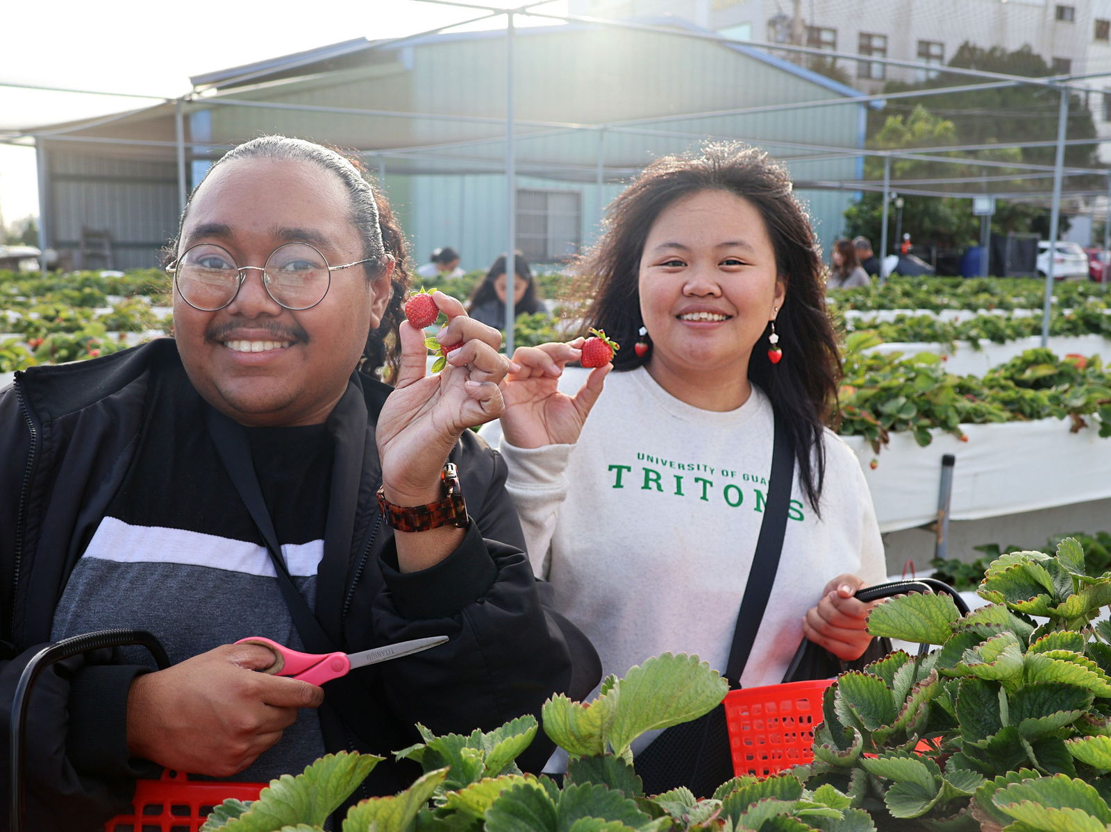 UOG students Denzyl Ngiralmau, left, and Grace Anne Dela Cruz pick strawberries at You and Me, an agritourism operation in Taiwan.