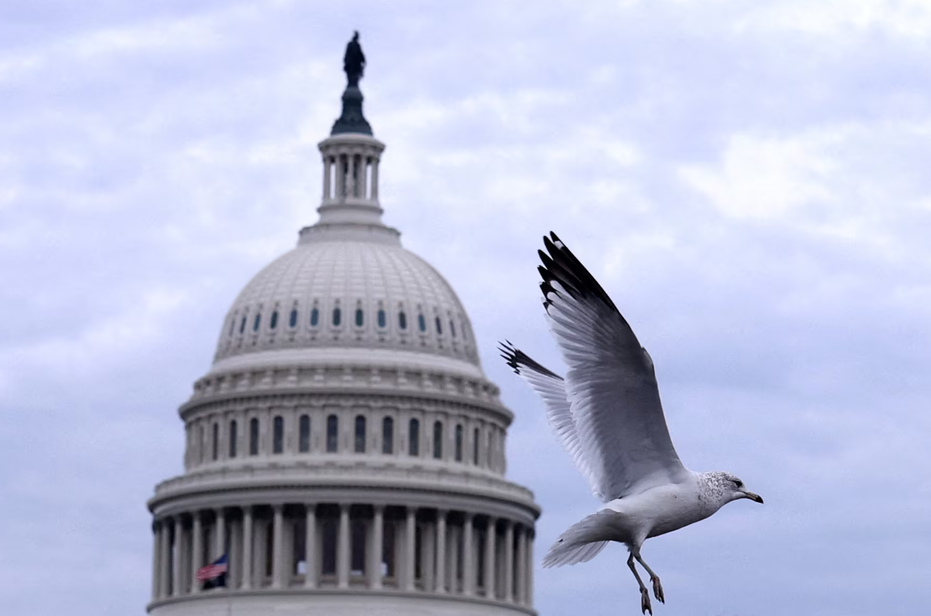 A bird flies in front of the U.S. Capitol in Washington, D.C., Nov. 10, 2024.REUTERS