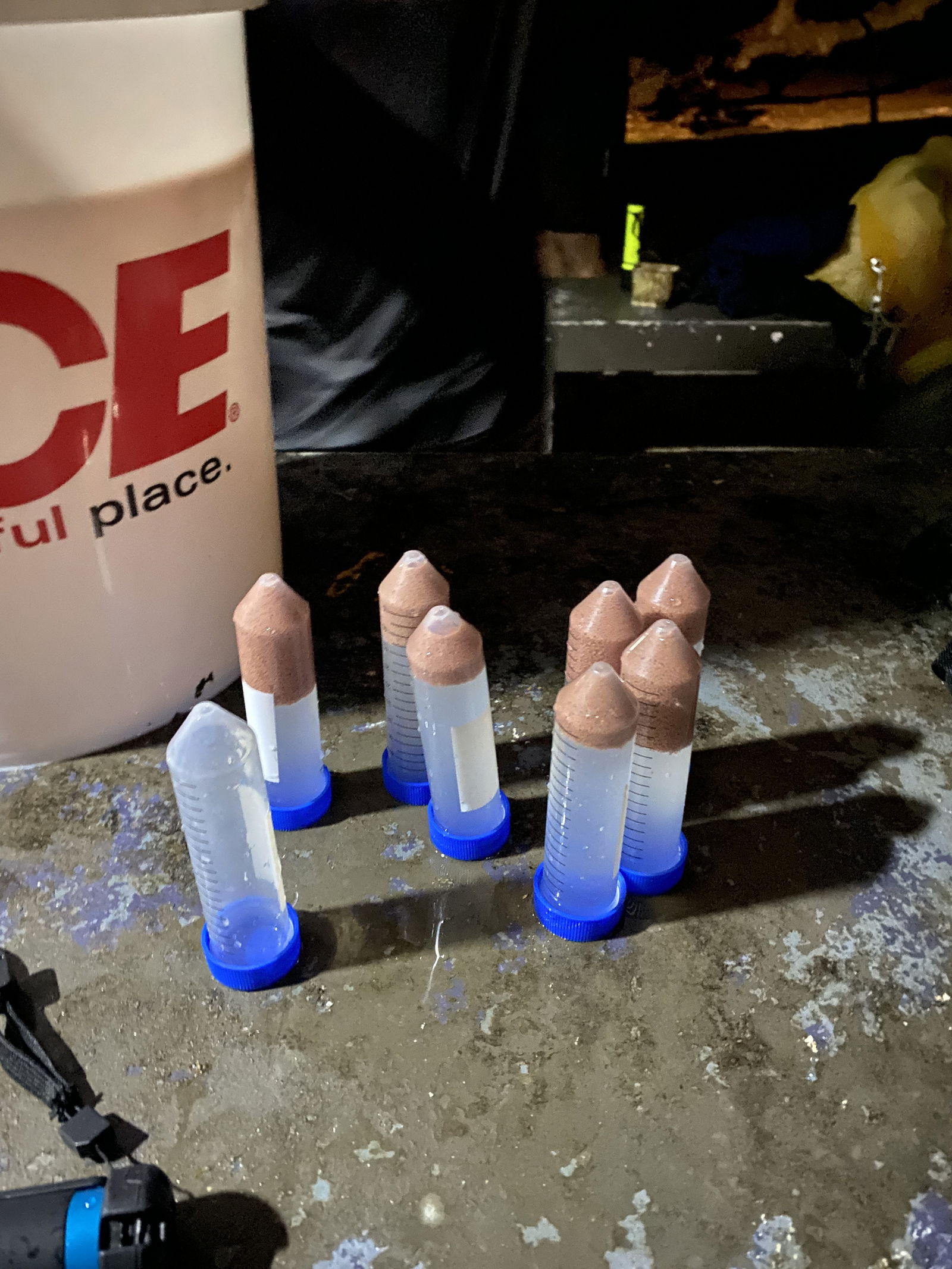 Some of the coral spawn collected on May 14.