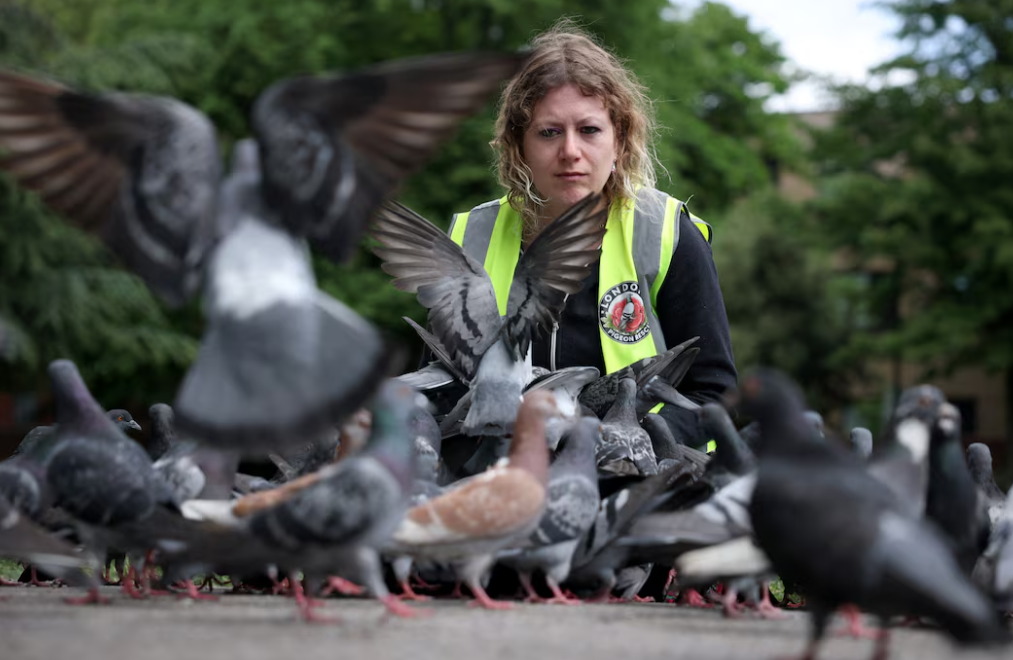 Jennie Brennan, a volunteer with London Pigeon Rescue, looks for injured pigeons in a flock during checks of birds in a park in the Hackney area of London, Britain, May 7, 2025.REUTERS