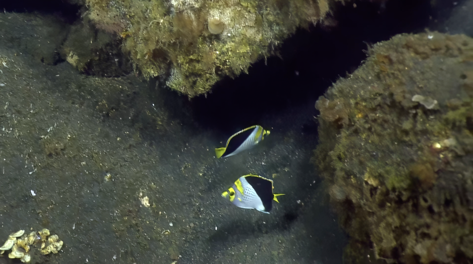 Mariana butterflyfish 