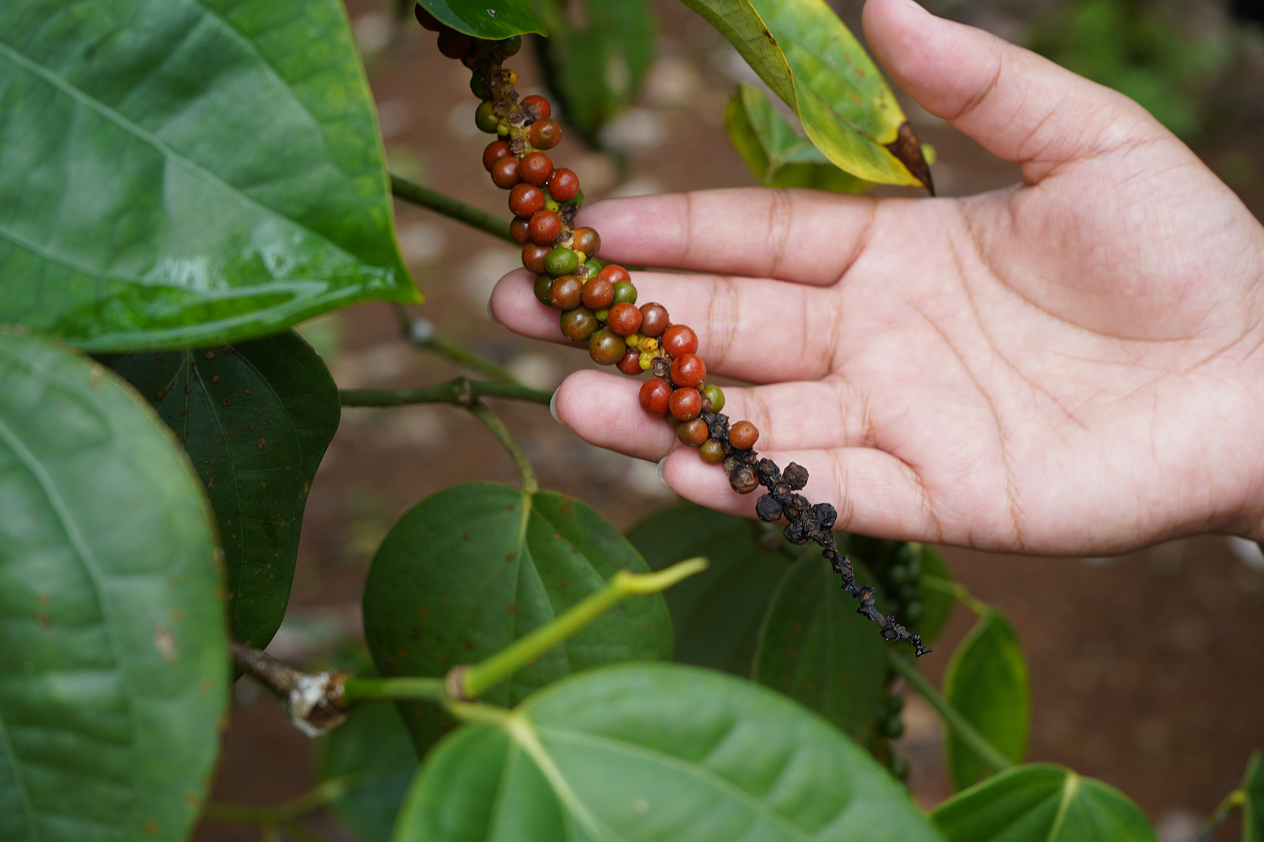 Berries of a black pepper plant on a Pohnpei farm. The berries turn red when ripe and then black when they dry out, forming black peppercorn.Photo by Jackie Hanson/University of Guam