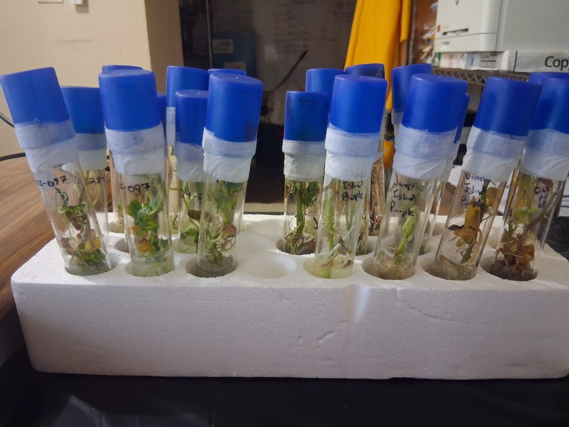 The journey begins: New sweet potato tissue cultures are seen in their test tubes prior to being transferred for cultivation.NMC photo
