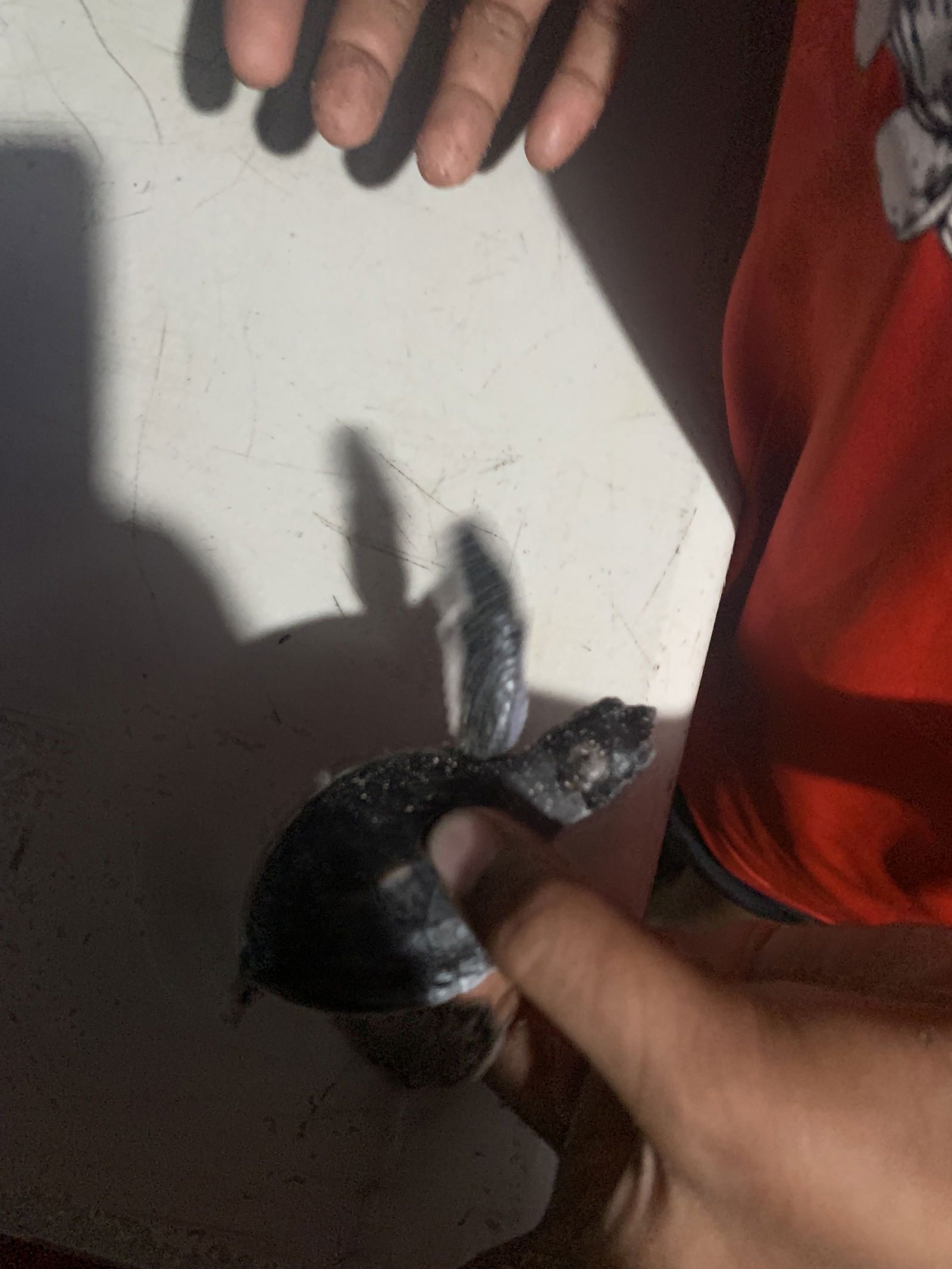 One of the baby turtles