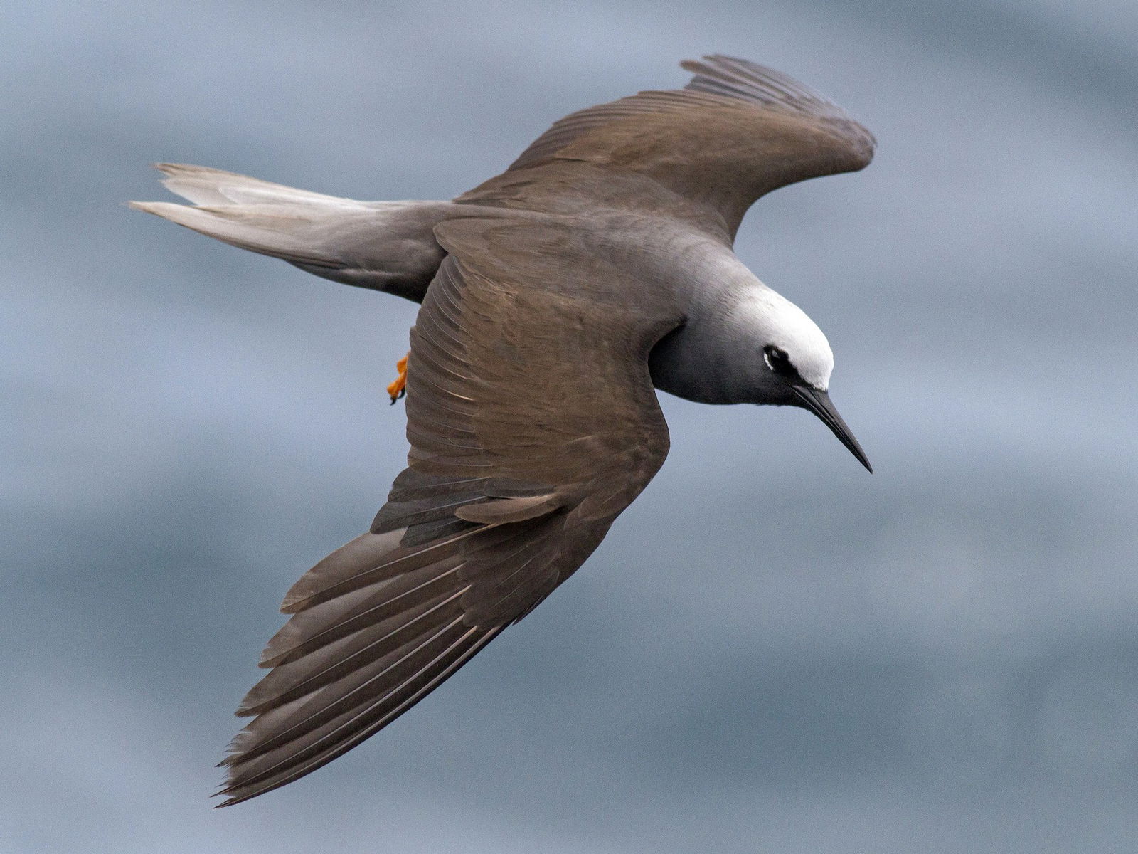 A black noddyContributed photo