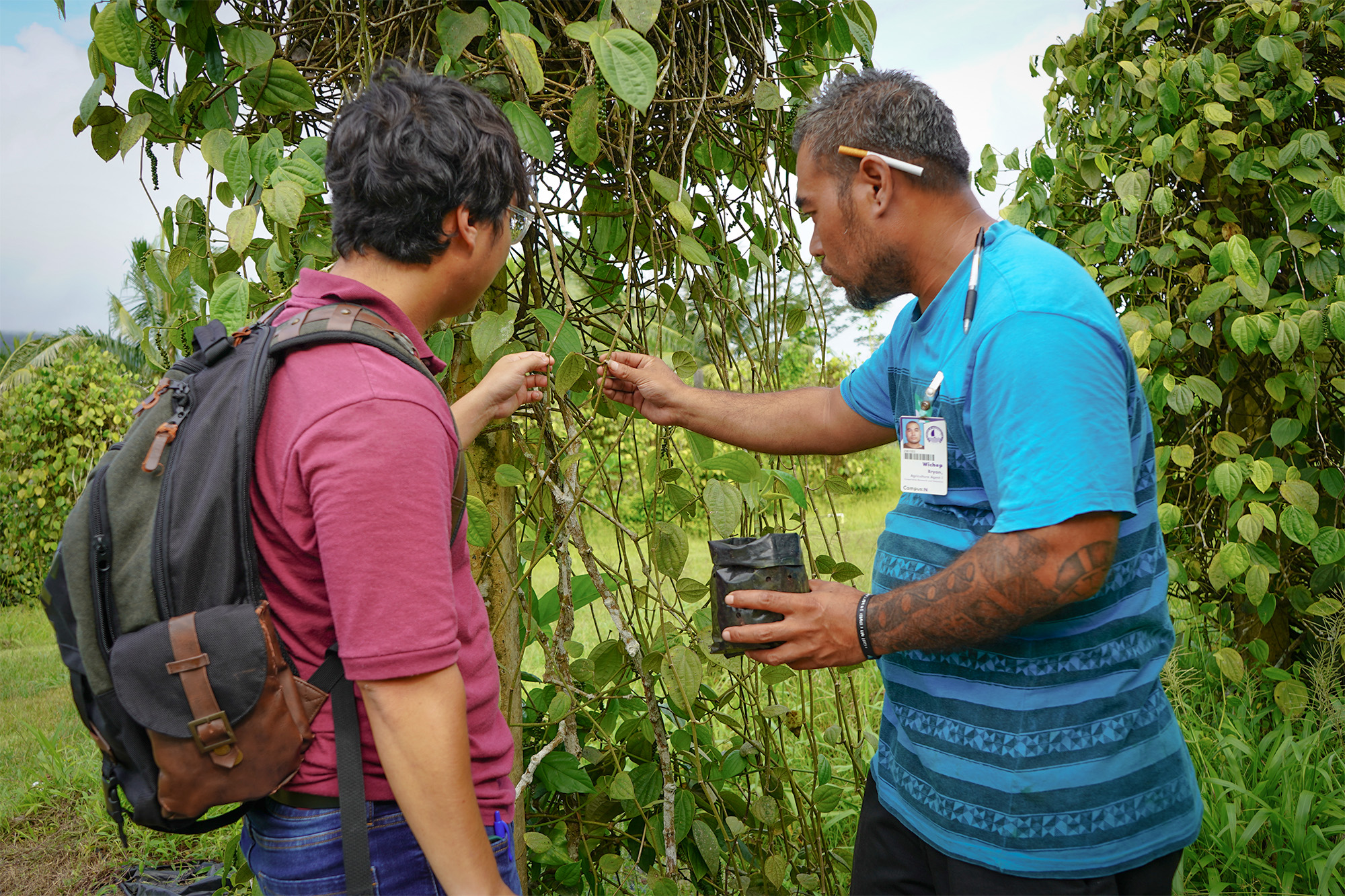 UOG research associate Chieriel Desamito and College of Micronesia-FSM agriculture agent Bryan Wickep examine black pepper plants growing on the COM-FSM campus in Pohnpei.Photo by Jackie Hanson/University of Guam