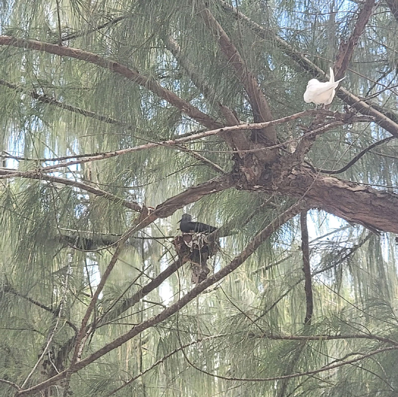 Birds have become a pest on Managaha, according to local architect Herman B. Cabrera.Contributed photo