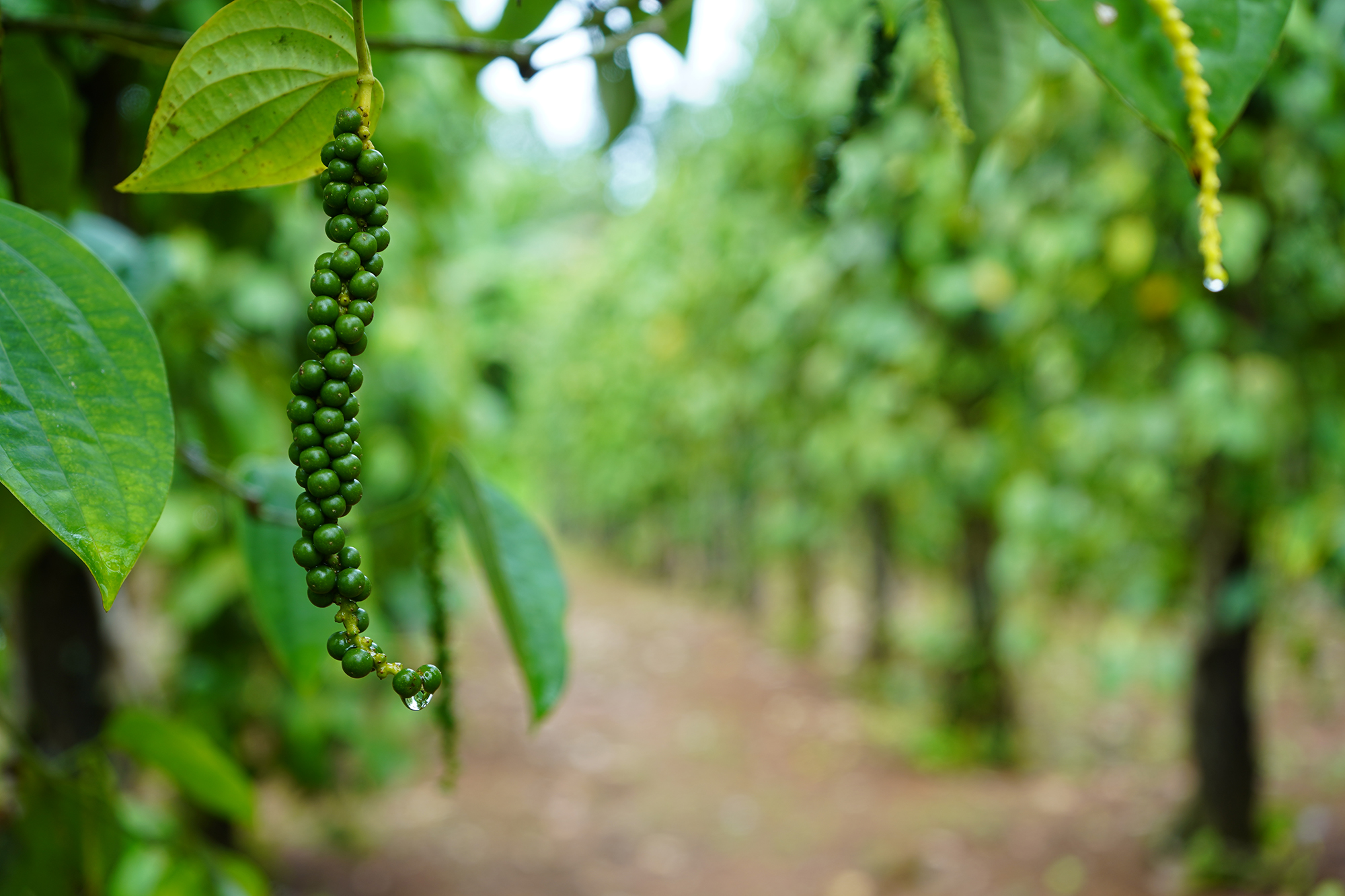 Black pepper berries growing on a farm in Pohnpei.Photo by Jackie Hanson/University of Guam