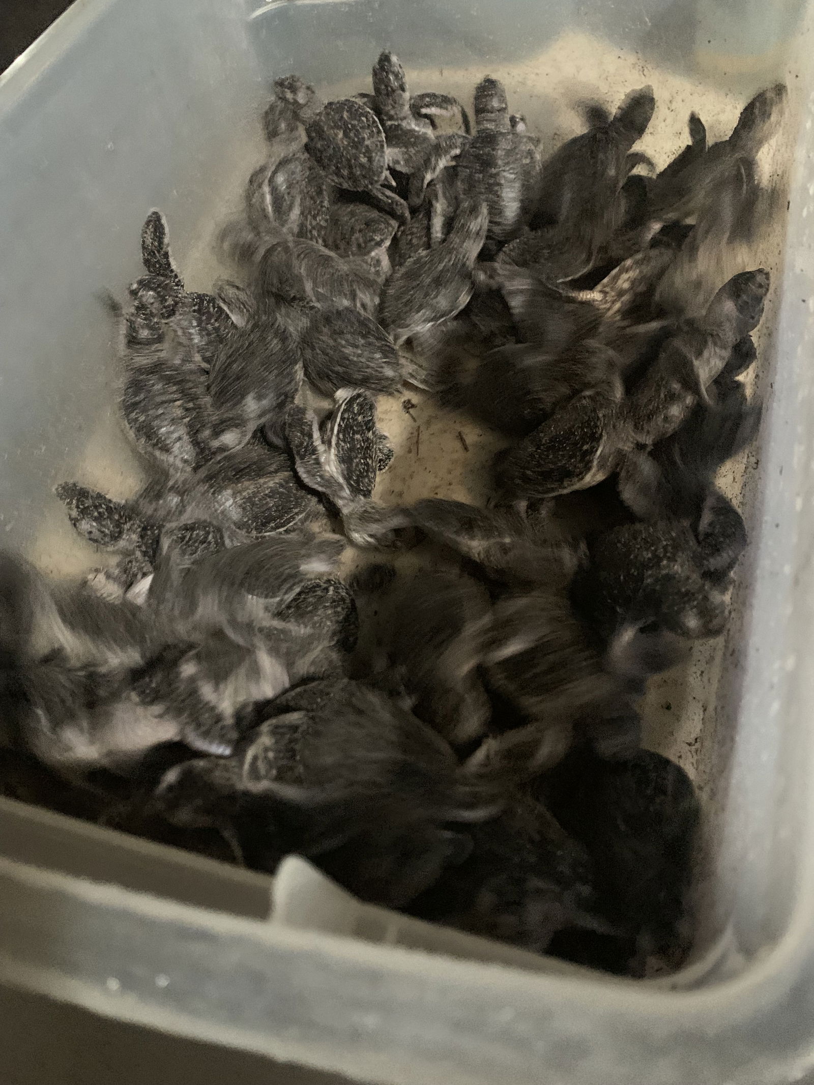 Dozens of baby turtles were assisted to the beach by a local family on Tuesday, June 17.