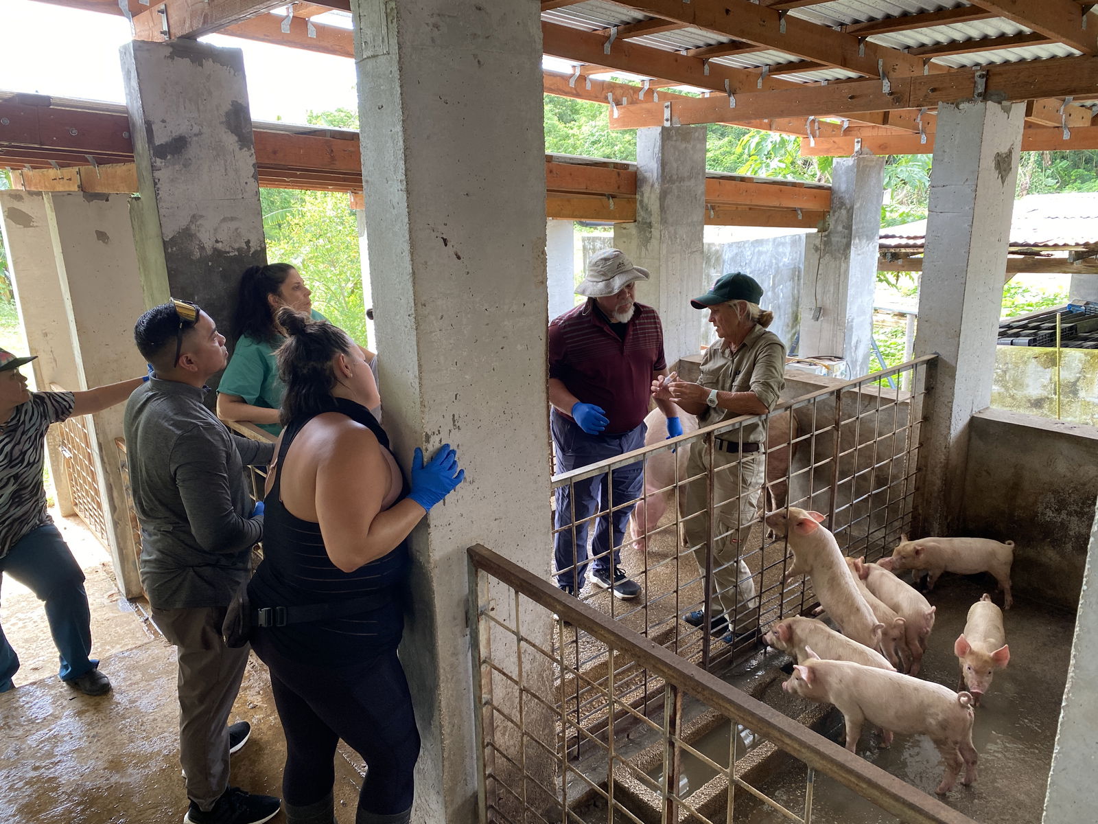 A trainer from Australia's Department of Agriculture, Fisheries and Forestry demonstrates how to draw blood from pigs.