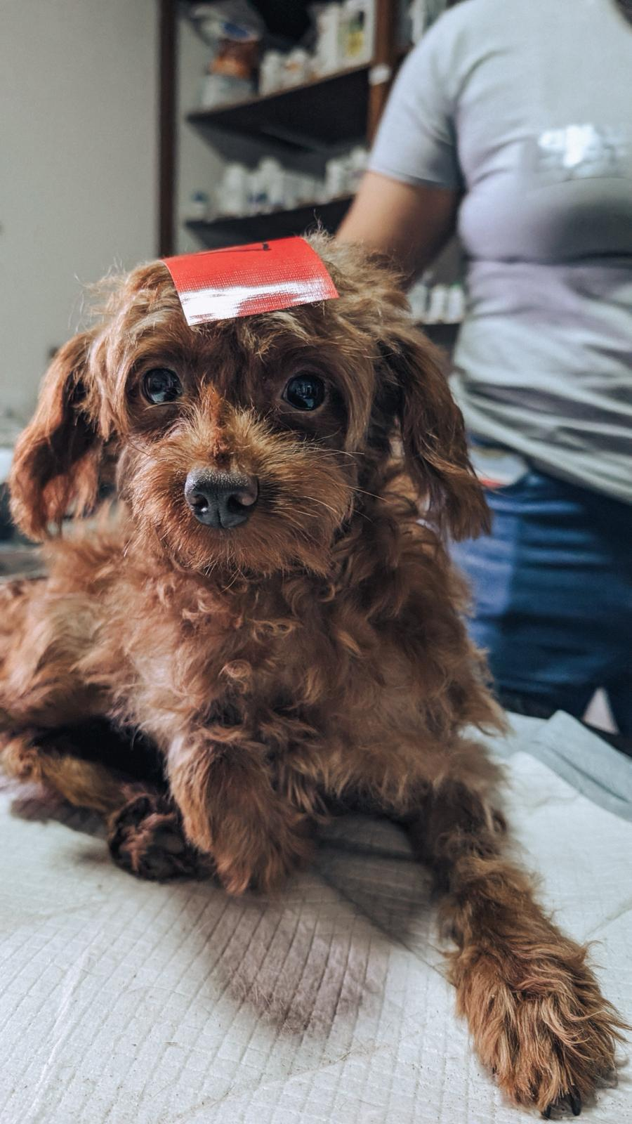 The Saipan Humane Society facilitated surgeries for 144 animals earlier this month.  