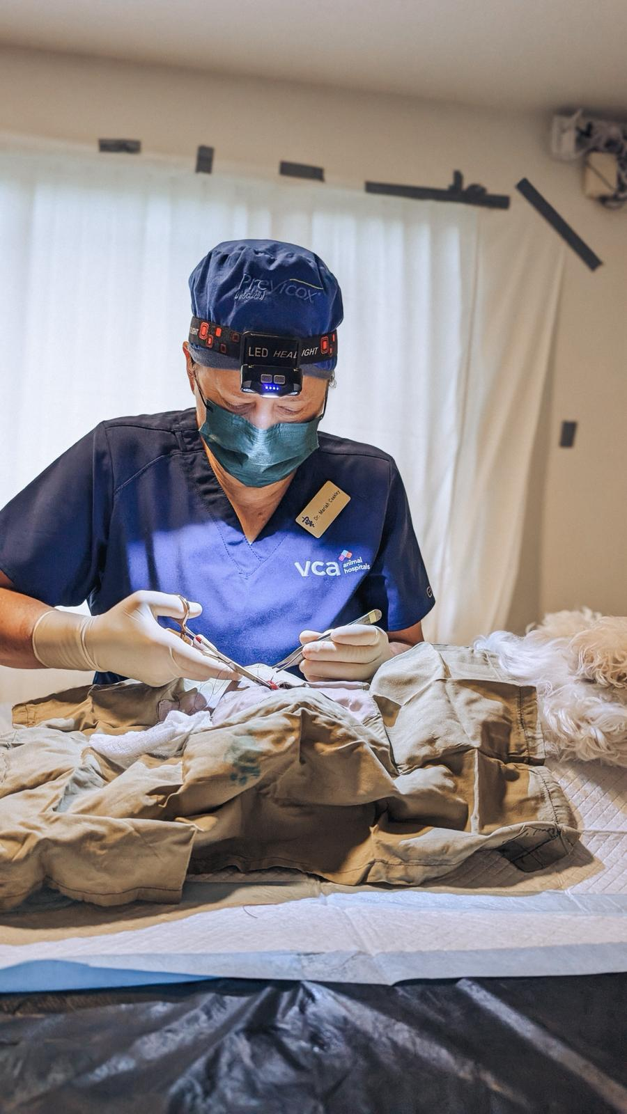 Dr. Mariah Coakley performs surgery on a pet. 